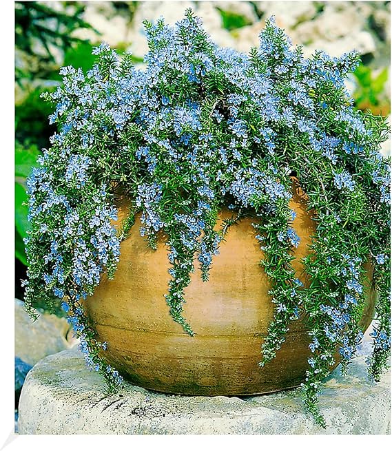 BALDUR Garten HängeRosmarin 'Capri', 3 Pflanzen Rosmarinus winterharte