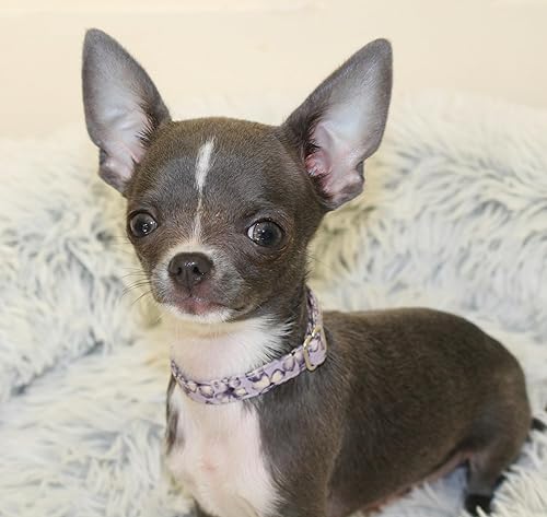 Miniatura 5 de Teeny Tiny Teacup Puppy Collar, 4.5-6.5 Inches for Very Small Puppies XXXS (Yellow Daisy)