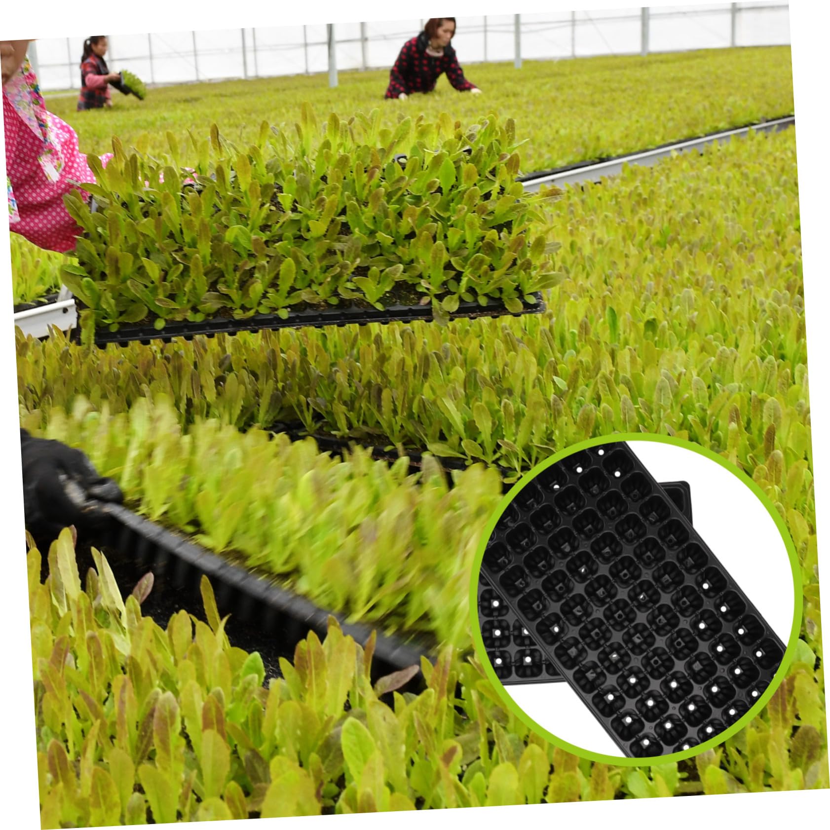 Bandeja De Germinación y Cultivo Agrícola Negra De PVC 72 Agujeros, 10 Unidades, Bandeja De Cultivo Ventilada y Resistente para Semillas y Jardinería