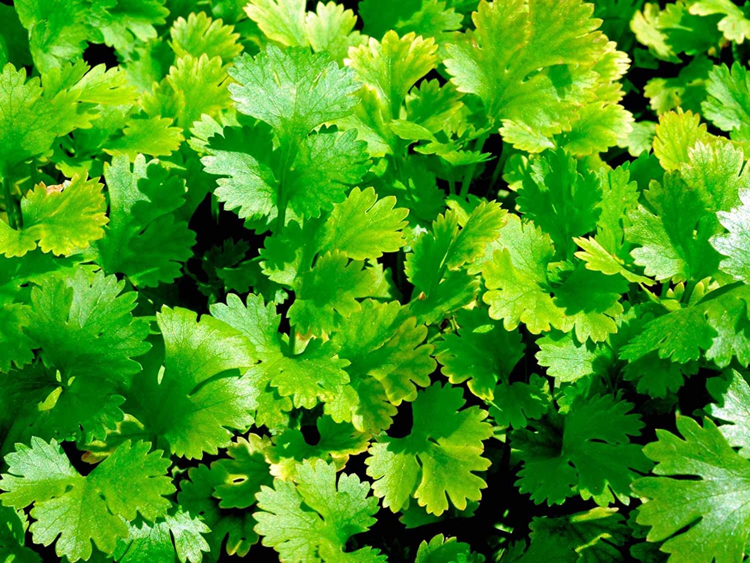 Coriander (Dhaniya) Vegetable Seeds Pack of 50 Seeds (Pack of 4)-image-3