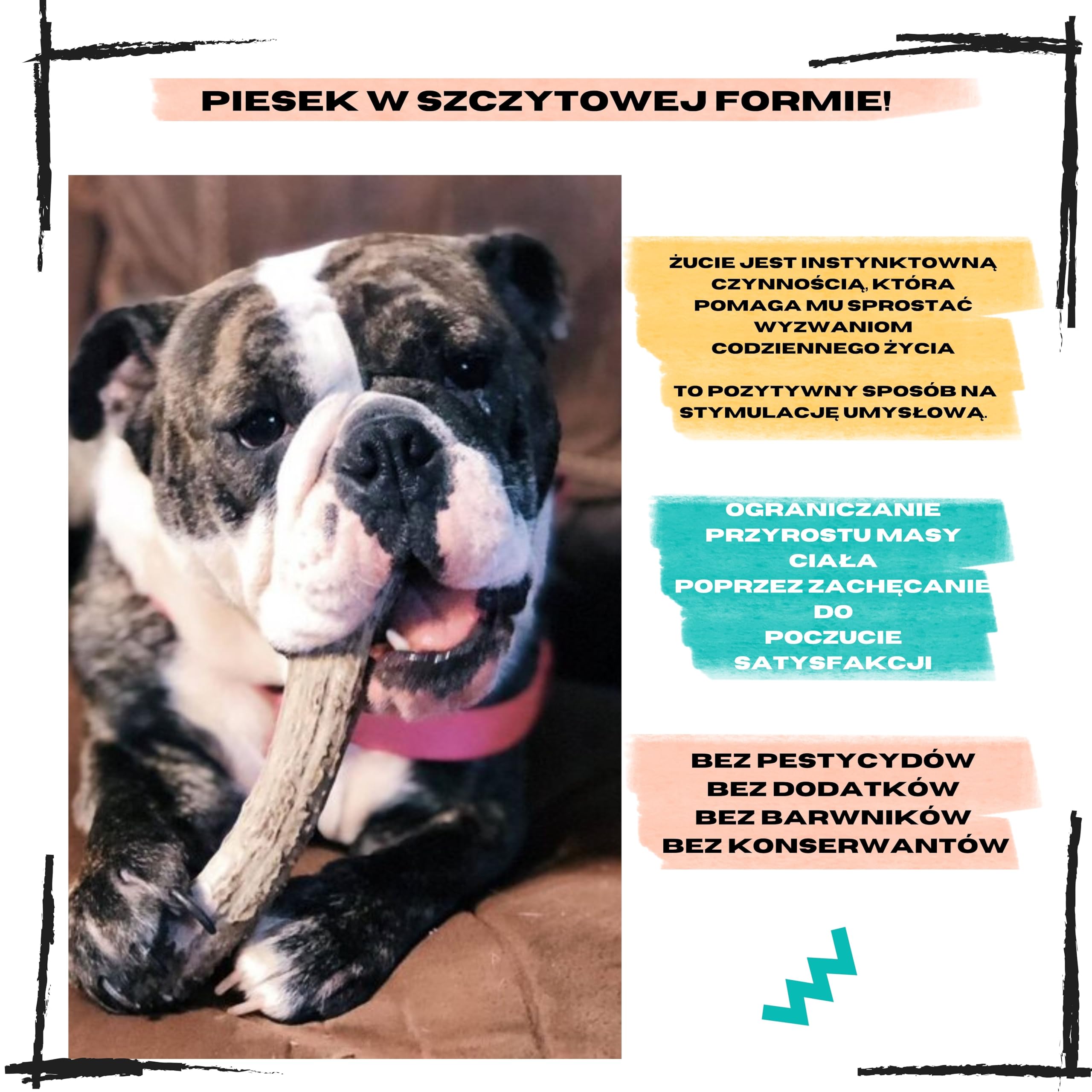Poroże jelenia dla psa, Rozmiar XS Psy Miniaturowe i Szczenięta, 2 szt | Usuwa kamień nazębny, Źródło minerałów, 100% Naturalny gryzak, Ultra wytrzymały, Bez konserwantów