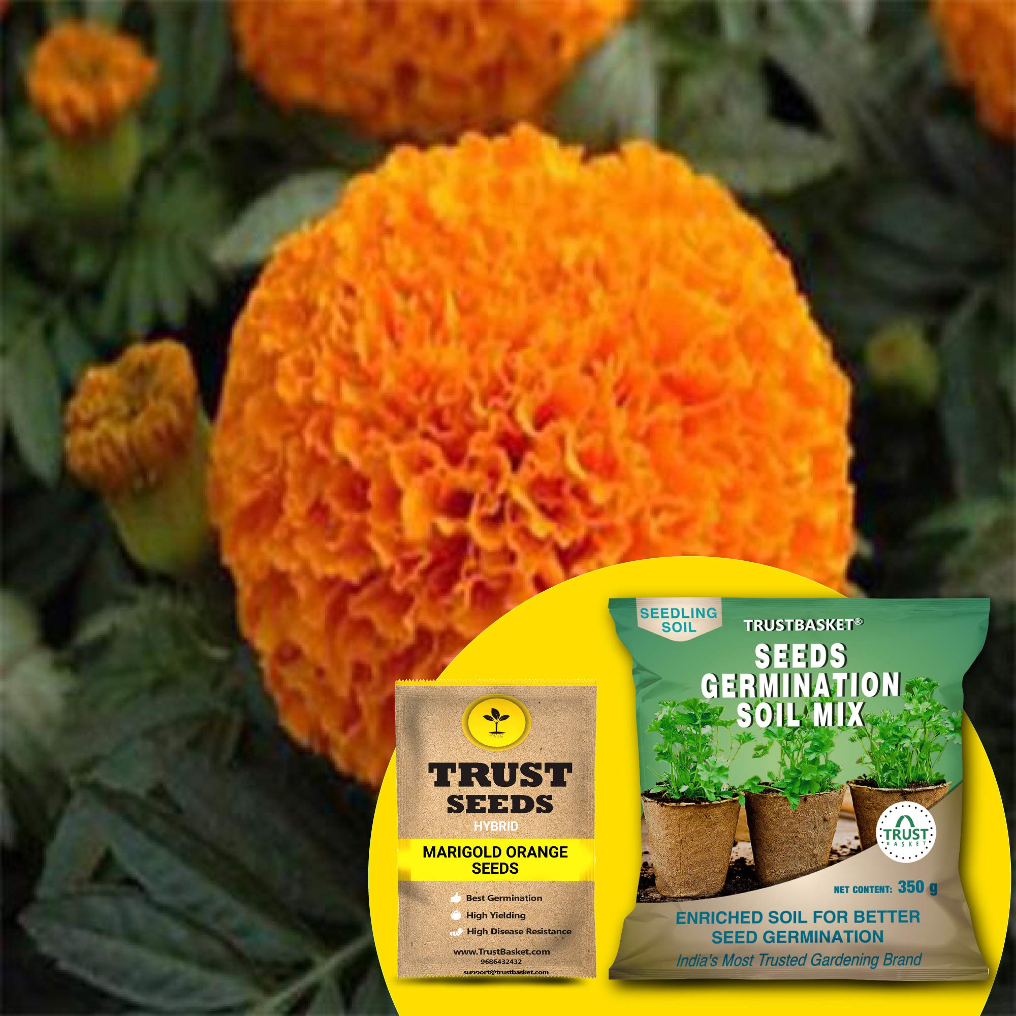 TrustBasket® Marigold Orange (Hybrid) Seeds With Free Germination Potting Soil Mix (B07R4J933F) Amazon Price History, Amazon Price Tracker