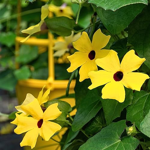 Park Seed Black-Eyed Susan Vine – Twining Summer Annual with