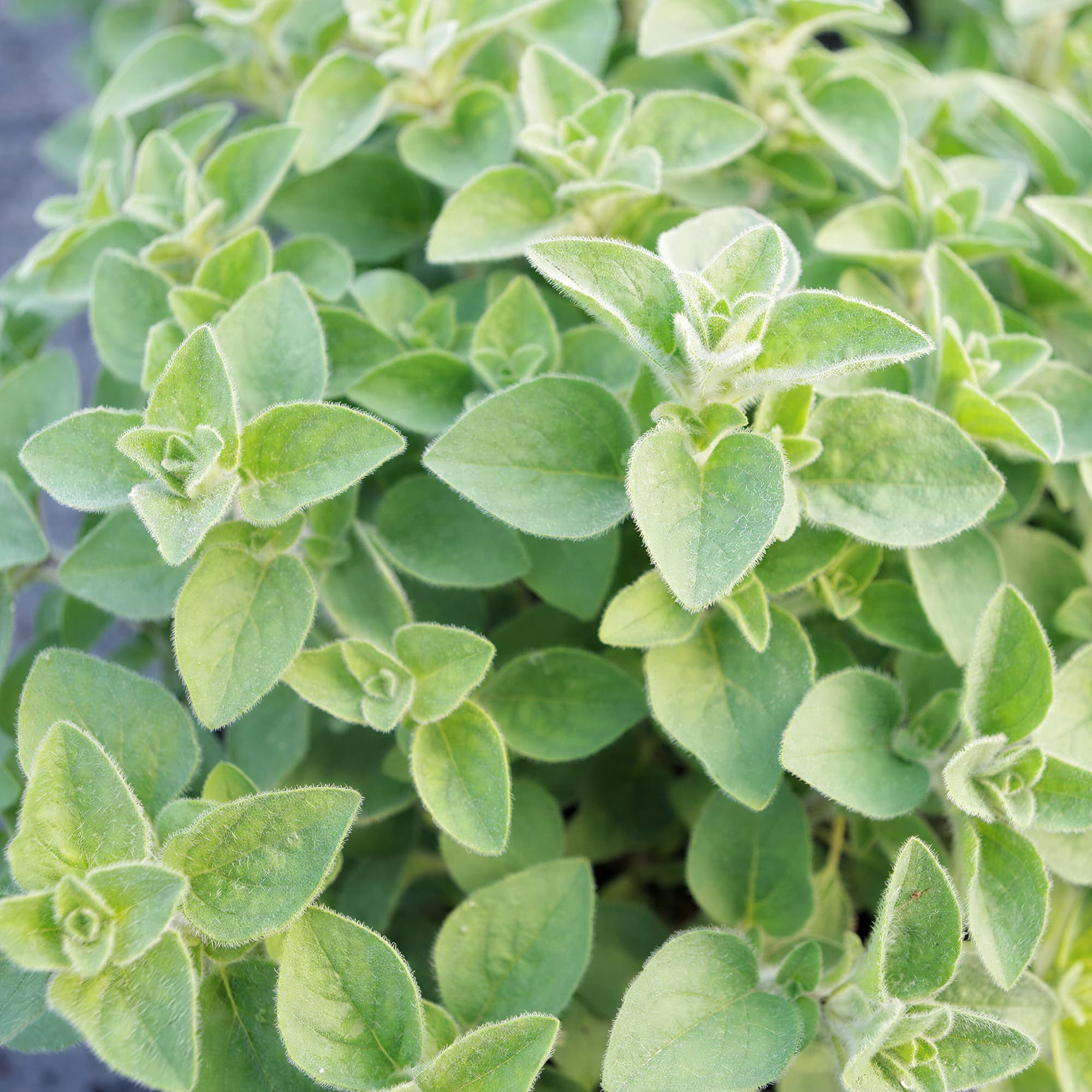 Oregano Hot' N' Spicy - 1 Plant - Garden Kitchen Herb for Cooking Planters in 8cm Pot