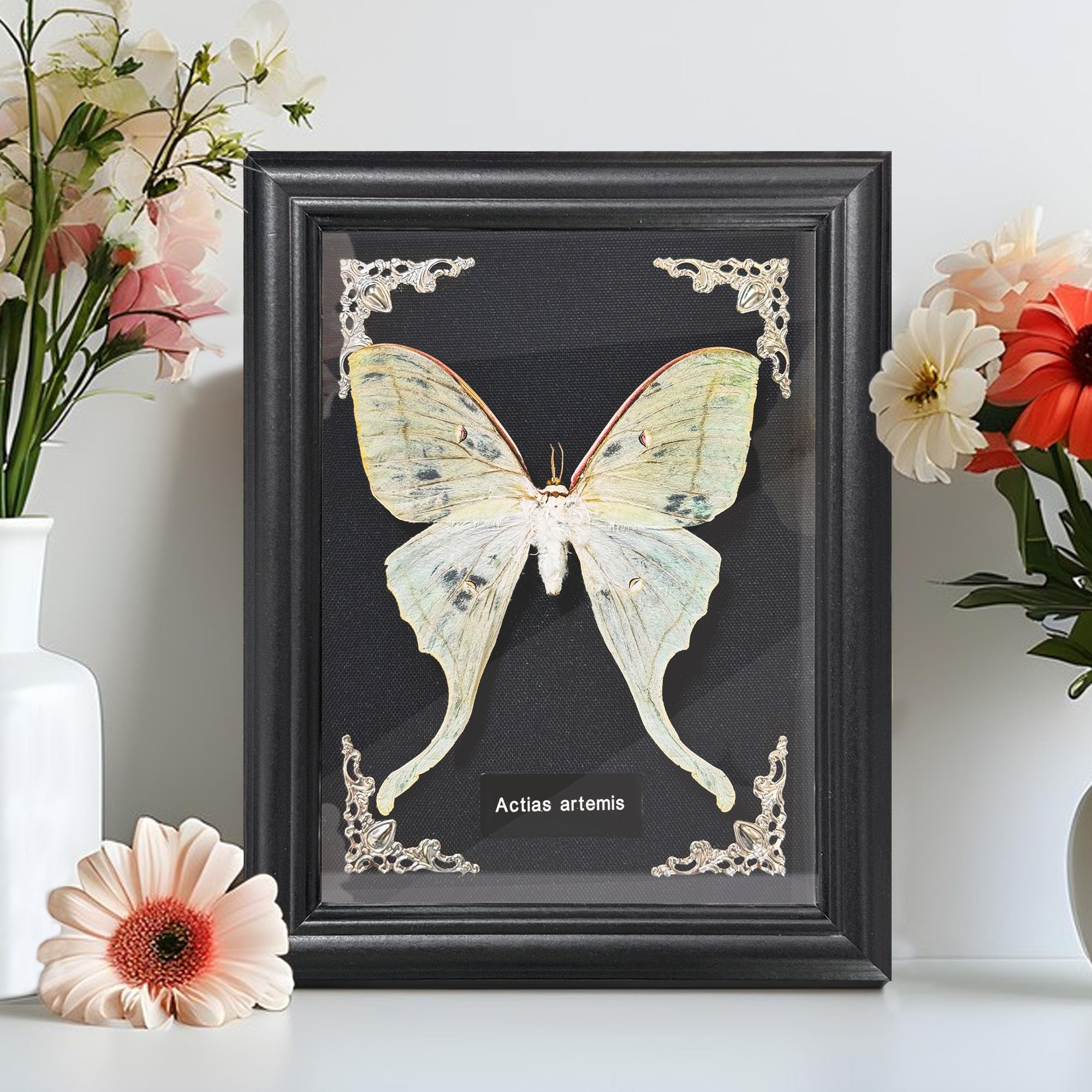 Taxidermy Butterfly Gothic Shadow Box, 6.9'' x 9''  Butterfly Wooden Framed Specimen Display Oddity Tabletop Wall Art Home Decor: Actias Selene