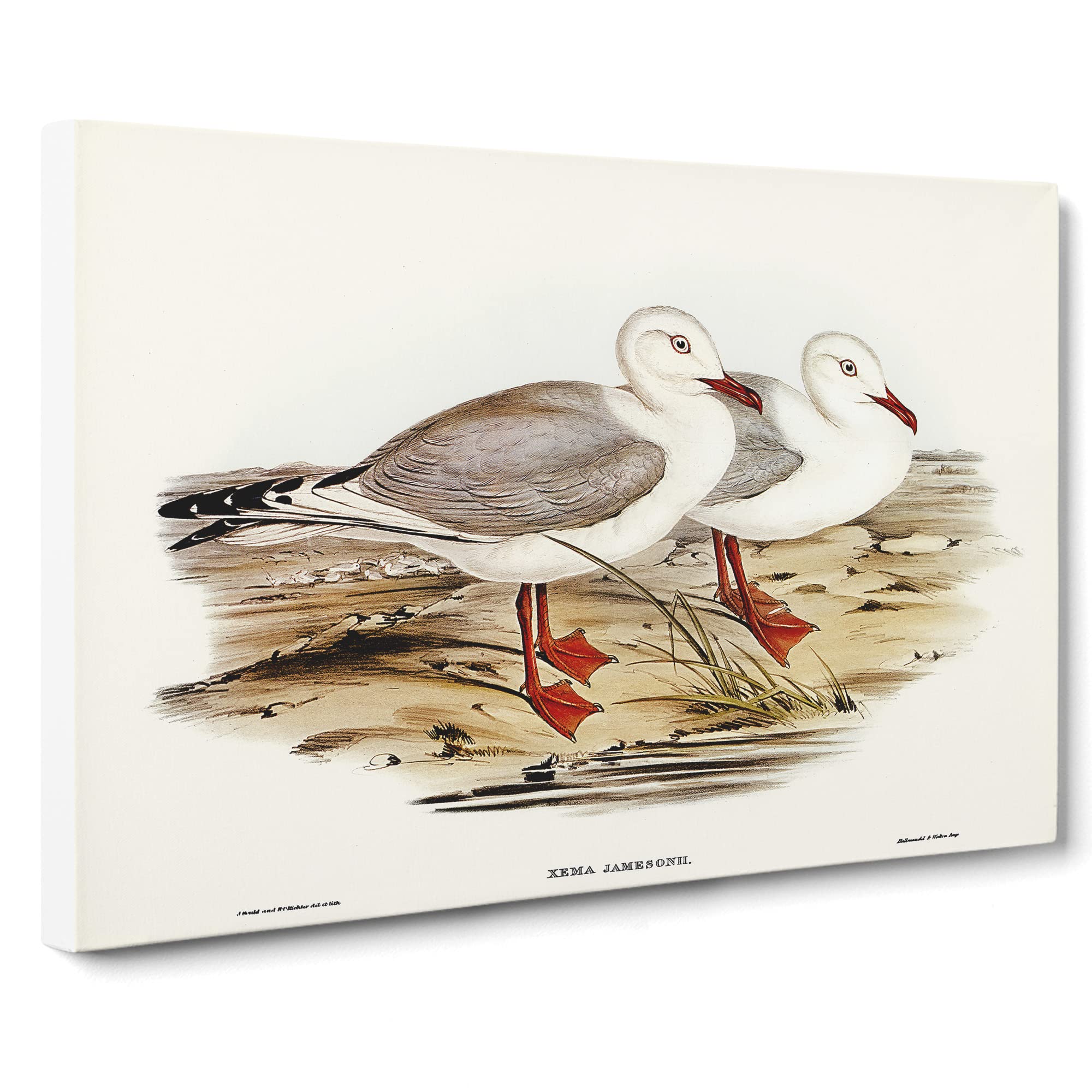 Jameson's Gull By Elizabeth Gould Canvas Print, Mixed, 25L x 50W cm