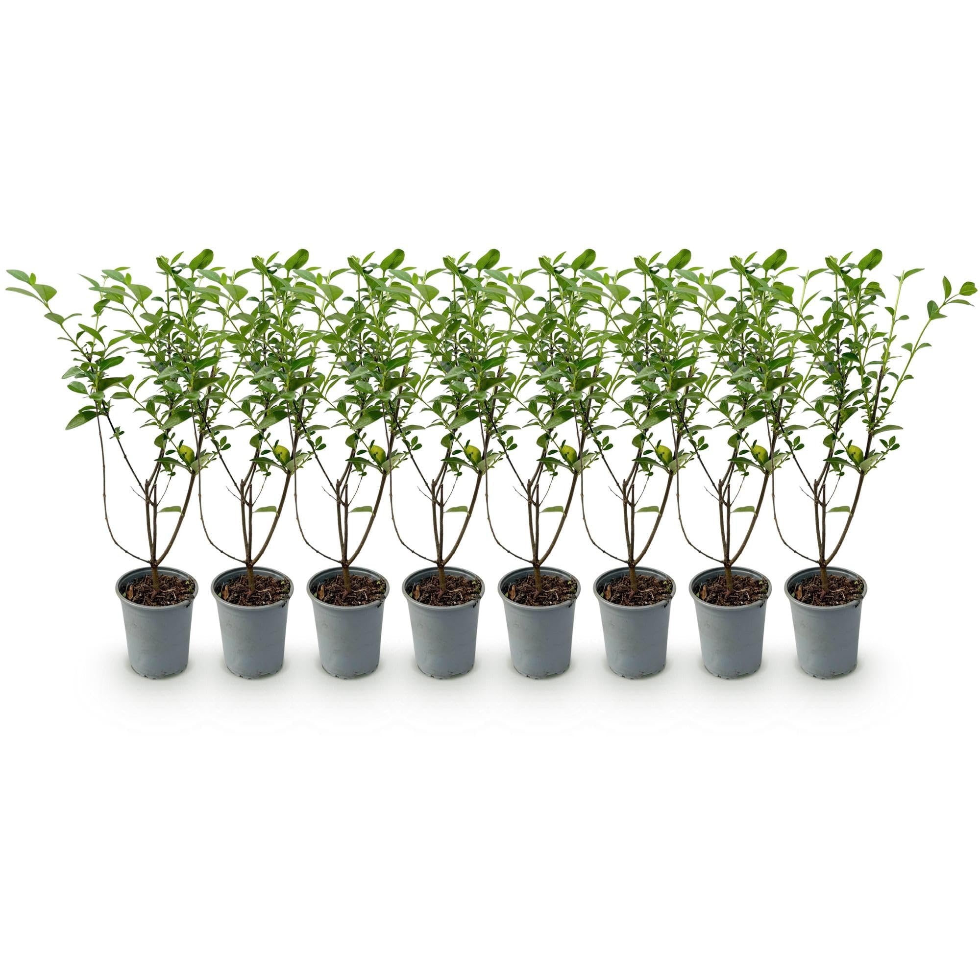 GreenboutiQ - Heckenpflanzen - Ligustrum ovalifolium - Blatt grün - 8 Pflanzen - 1 laufender Meter - immergrün - Topf 9cm Höhe 35-40cm
