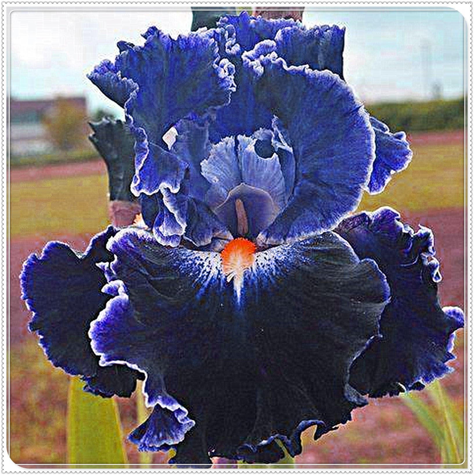 Bearded Iris Bulbs for Planting,Excellent Display,Bearded Iris,Bearded Iris Bulbs Mix,Flowering Rhizome-3bulbs-D