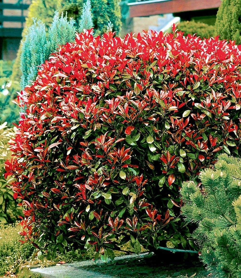 BALDUR Garten Photinia-Hecke 'Red Robin' Glanzmispel winterhart blühend schnellwachsend 20 Pflanzen 9x9 cm-Topf