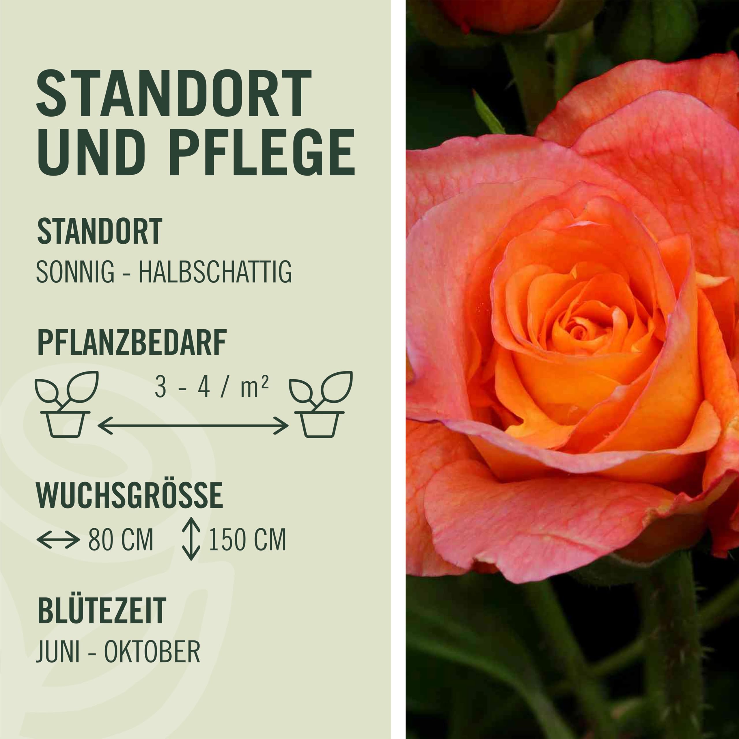 Rose Westerland ® Strauchrose mit ADR Auszeichnung Blüten-Farbe Orange-Gelb ? Winterharte Blume mit starkem Duft & ganzjähriger Pflanzzeit von Garten Schlüter - Pflanzen in Top Qualität