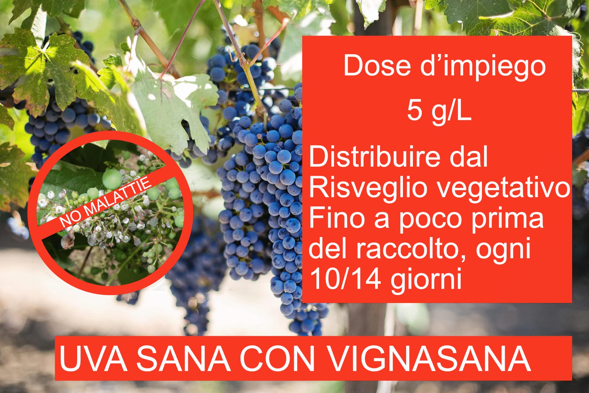 VIGNASANA Zeolite naturale 90% CLINOPTILOLITE 60% 5 kg