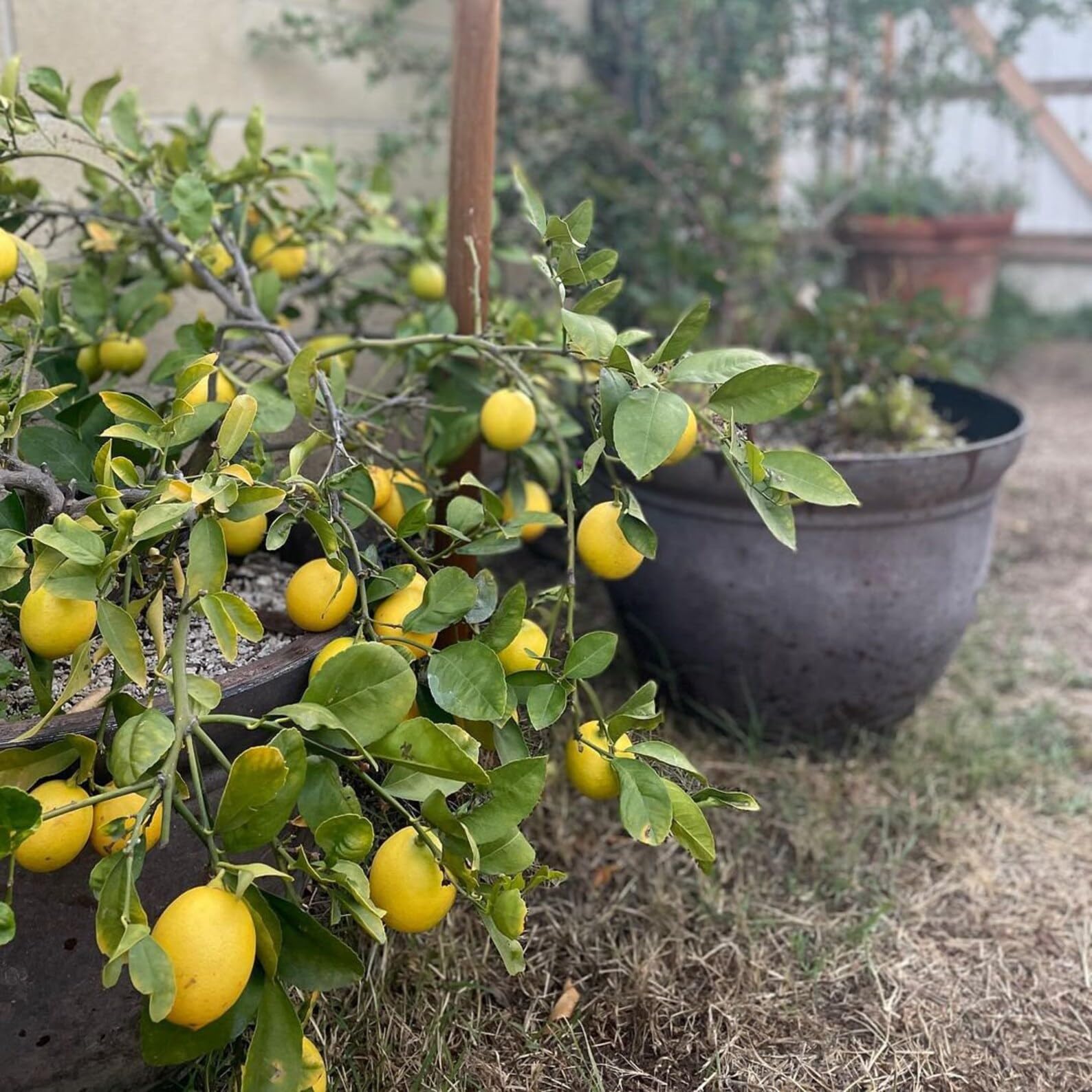 All Time Kagaji Lebu/Lemon Live Fruit Plant & Tree (1.5-3.5 Ft Hight) For Sweet Home Garden (Hybrid, Pack Of 1)