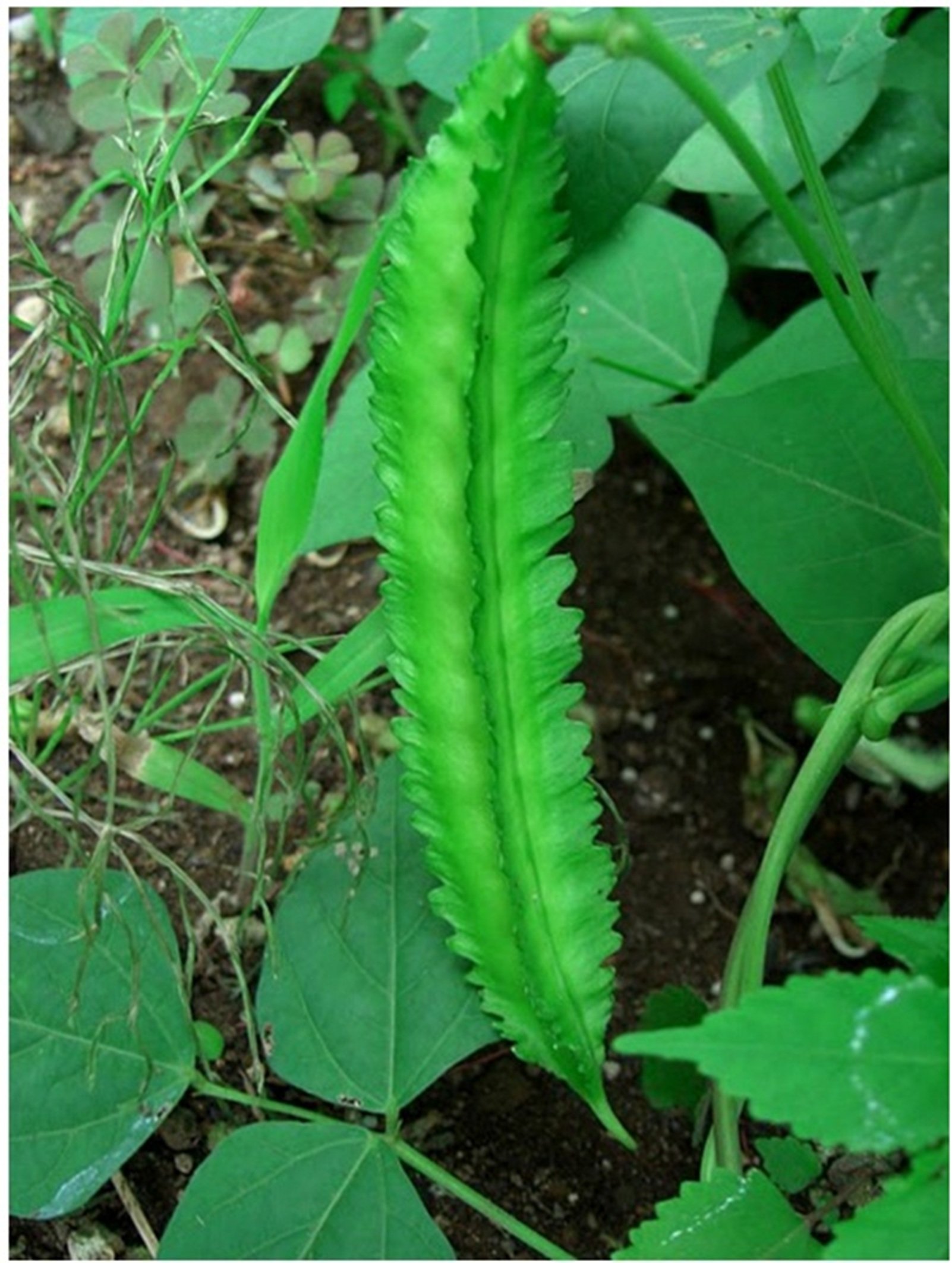 Creative Farmer Rare Psophocarpus Tetragonolobus, Asparagus Pea Or Winged Pea 10 Seeds (B00K6JVAKE) Amazon Price History, Amazon Price Tracker