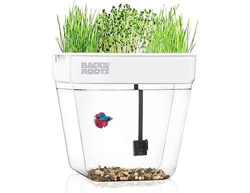 An Immersive Water Garden: The Best Betta Fish Tank for Thriving Aquaponics