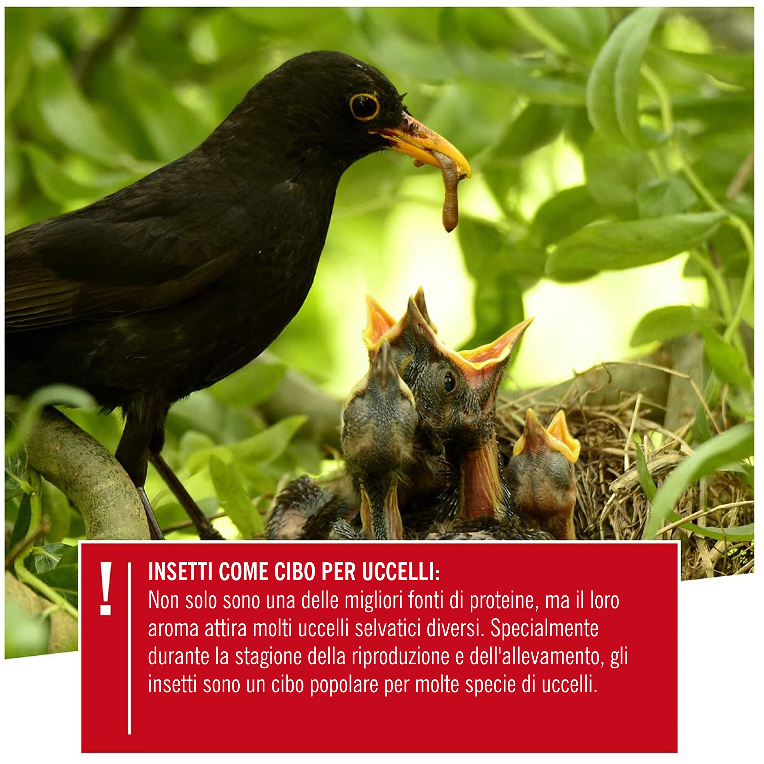 150 Palline Di Grasso Per Uccelli Senza Rete - Miscela Semi E Frutta Per Cince E Uccelli Canori - Foto 6