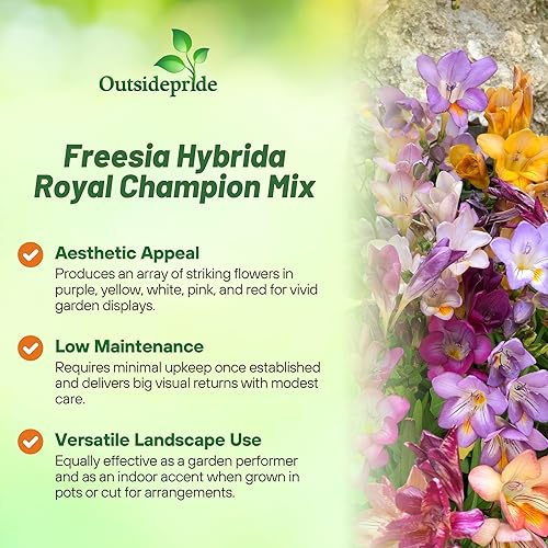 Miniatura 3 de Outsidepride Fresia Garden Cut Flower Seed Mix para jarrones, ramos, 100 semillas