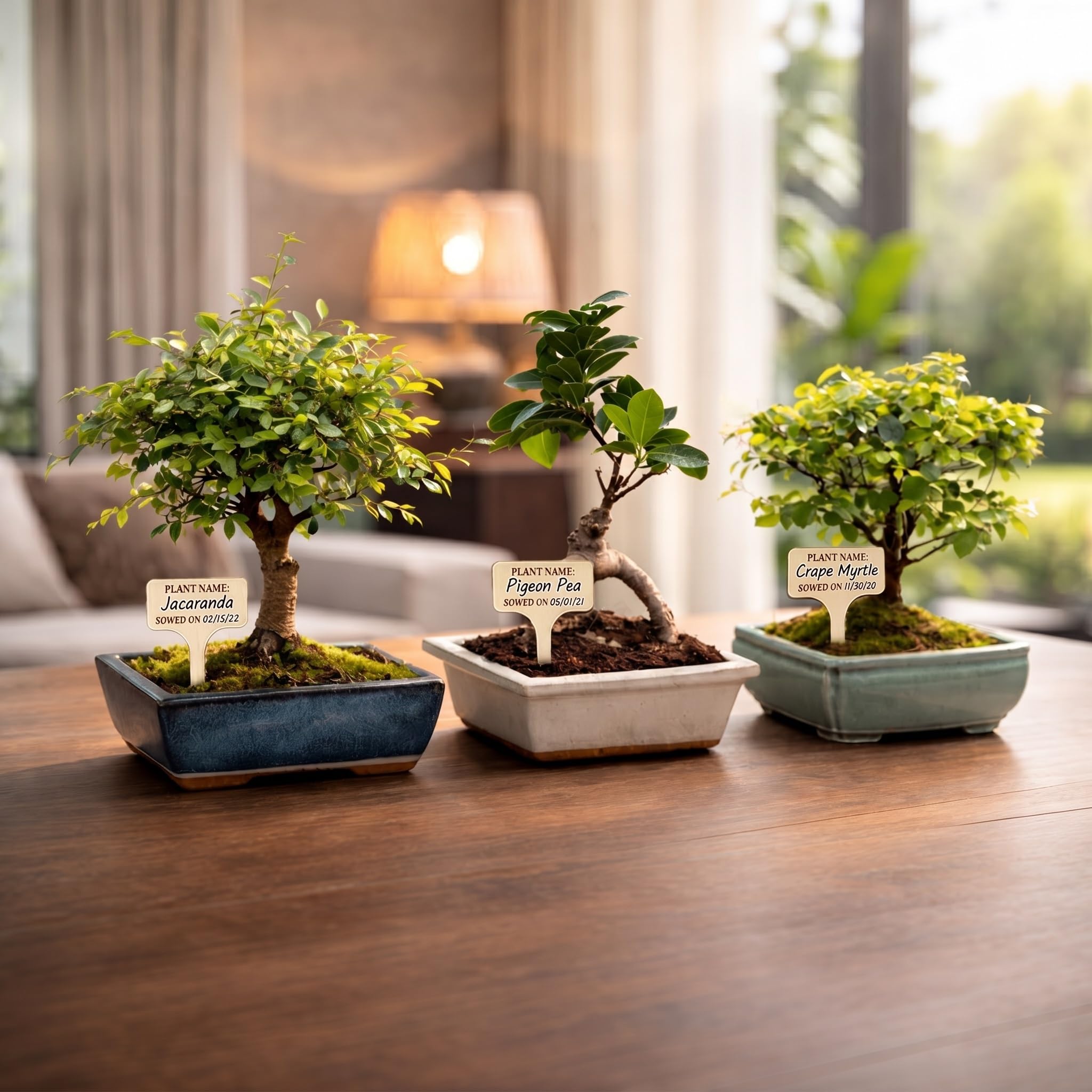 Kit de árbol bonsái - Kit completo de bricolaje para principiantes