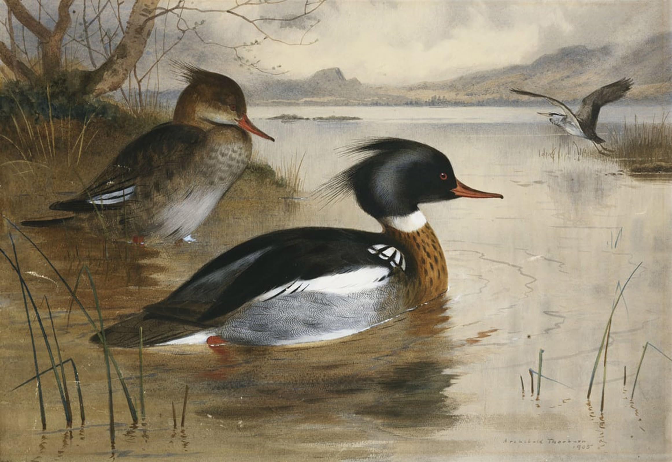 SERENDIPITP Vintage Wall Art Canvas Nordic Poster Canvas Print Picture Mergansers on Loch Maree by Archibald Thorburn Wall Art Poster for Home Decor 60x90cm