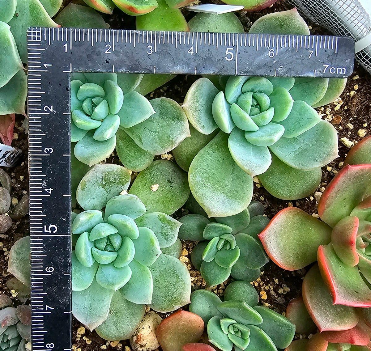 Amazon.co.jp: 発送 エケベリア ラパス×ラウリンゼ 多肉植物 抜き苗