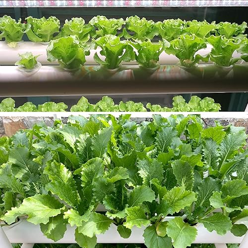 Miniatura 5 de Sistema de cultivo hidropónico NFT de 36 agujeros con ciclo especial de sincronización de fertilizantes, kit de plantas de jardín de tubería de PVC