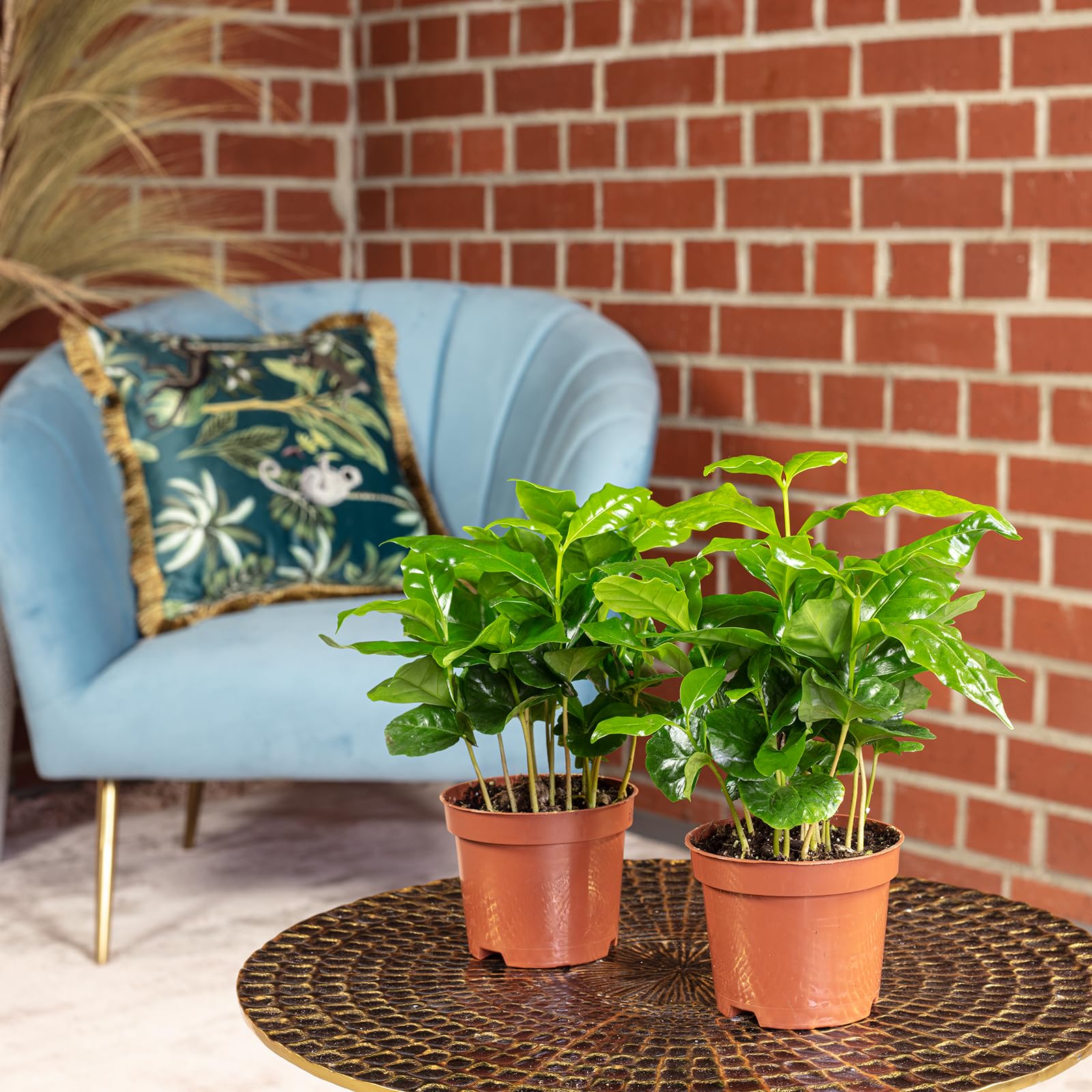 Set de 2 plantas de café - fácil de cuidar, planta de interior, Coffea Arabica - altura aprox. 20 cm, maceta de 9 cm de diámetro