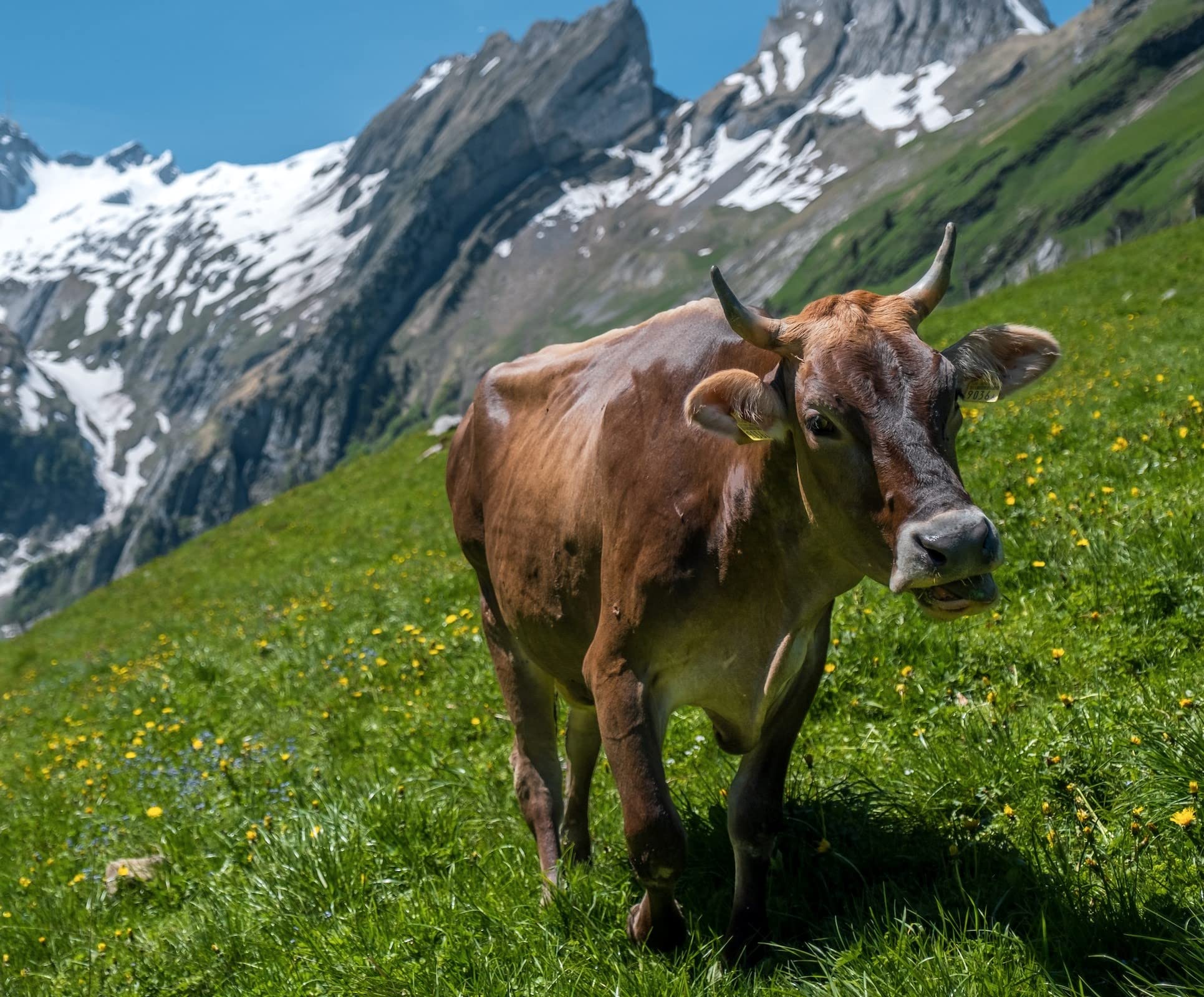 Munz Swiss Premium | Edelbitter 70% Kakao | 8 x 300g - 2,4 kg | Schweizer Zartbitterschokolade mit 70% Kakao, über 150 Jahre Confiserie-Geschichte, für Schokoladenkenner
