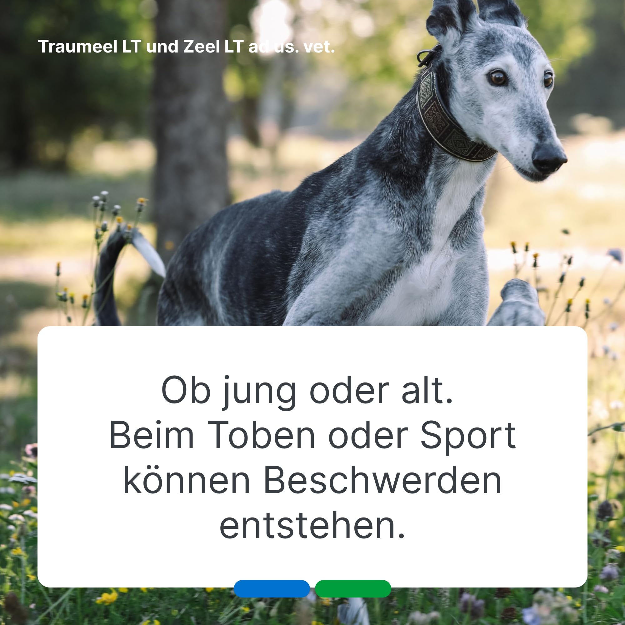 Traumeel LT & Zeel LT ad us. vet. 2x500 Tabletten, Tierarzneimittel | Unterstützung in aktiven Momenten & für langfristige Beweglichkeit, Natürliches Tierarzneimittel für u.a. Hunde und Katzen