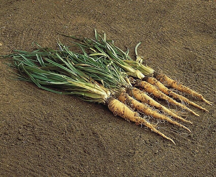 Buy4Seeds Salsify Sandwich Island 50 Finest Seeds Easy to Grow