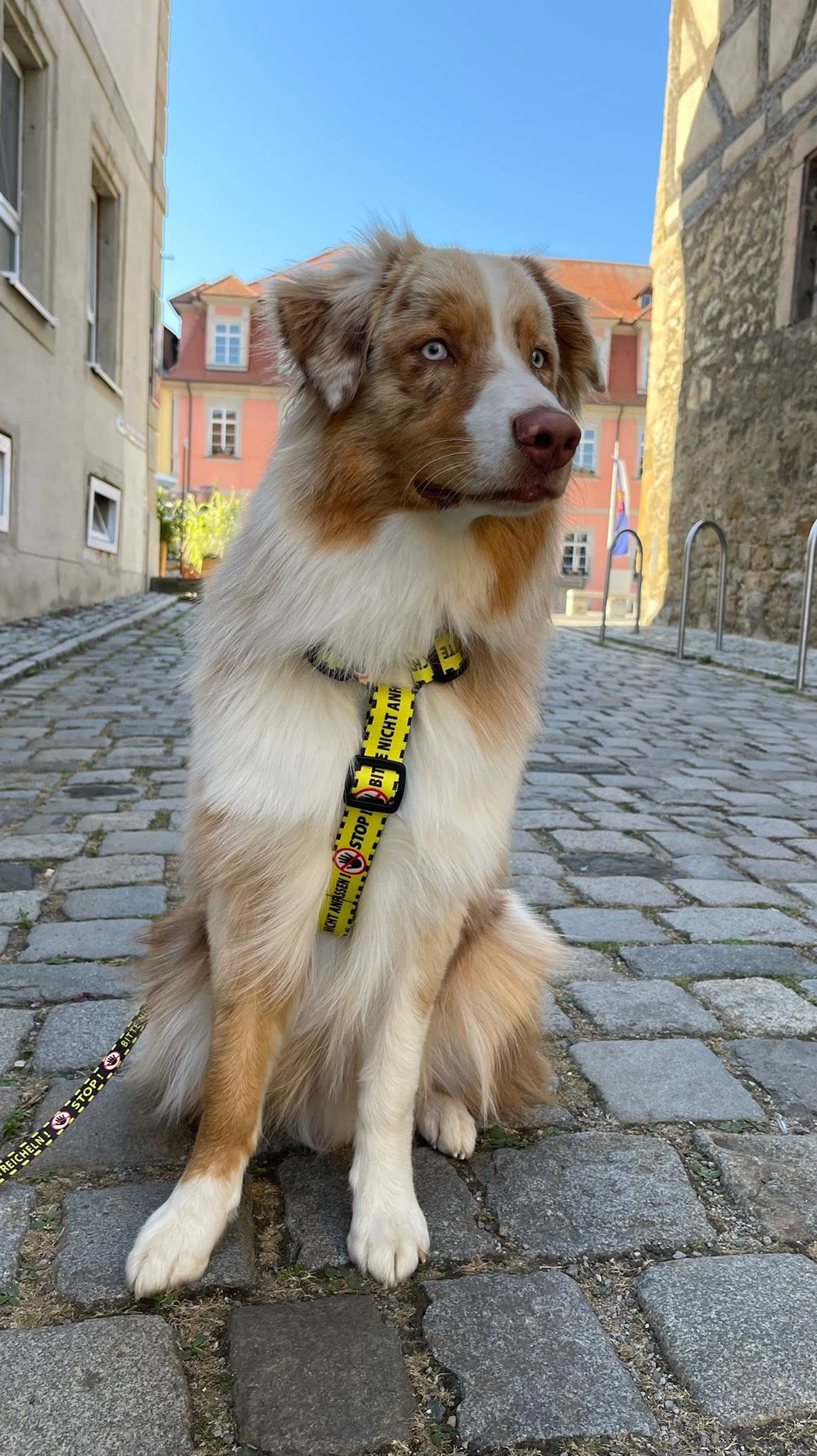 Dingo 95382 - Arnés para perros (4,0 cm, 55-100 cm), color amarillo