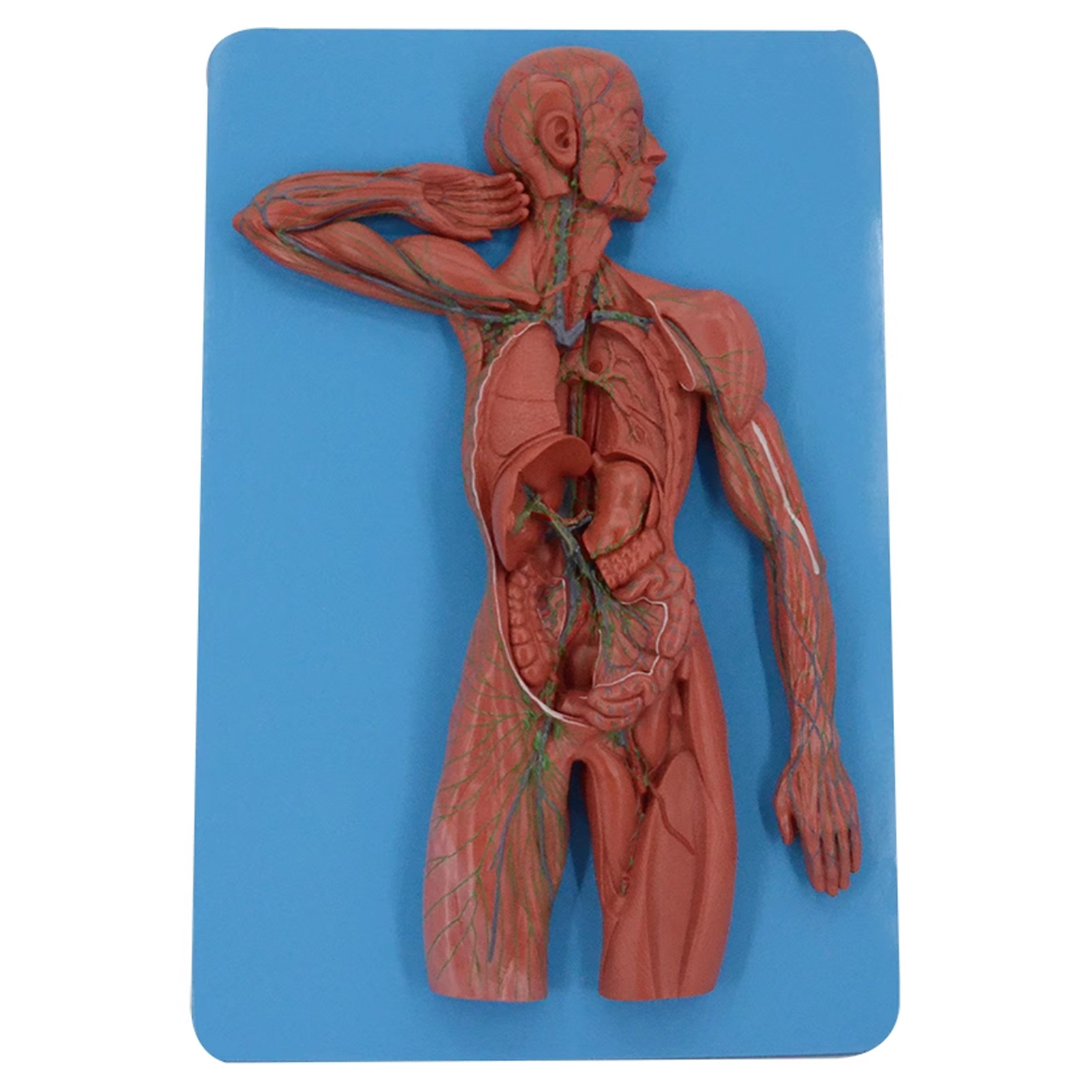 Amazon.com: jiaohaowei Human Anatomy Model,PVC Human Lymphatic