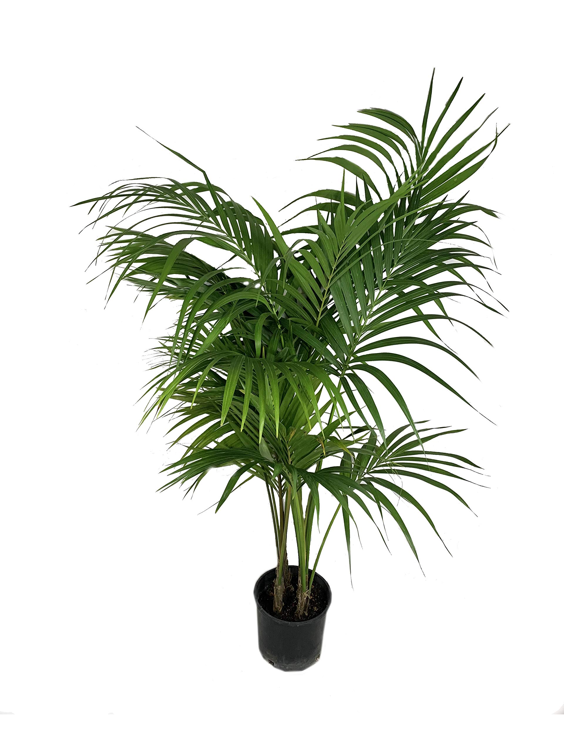 Kentia Palm - Live Plant in an 10 Inch Growers Pot - Howea Forsteriana - Beautiful Clean Air Indoor Outdoor Houseplant