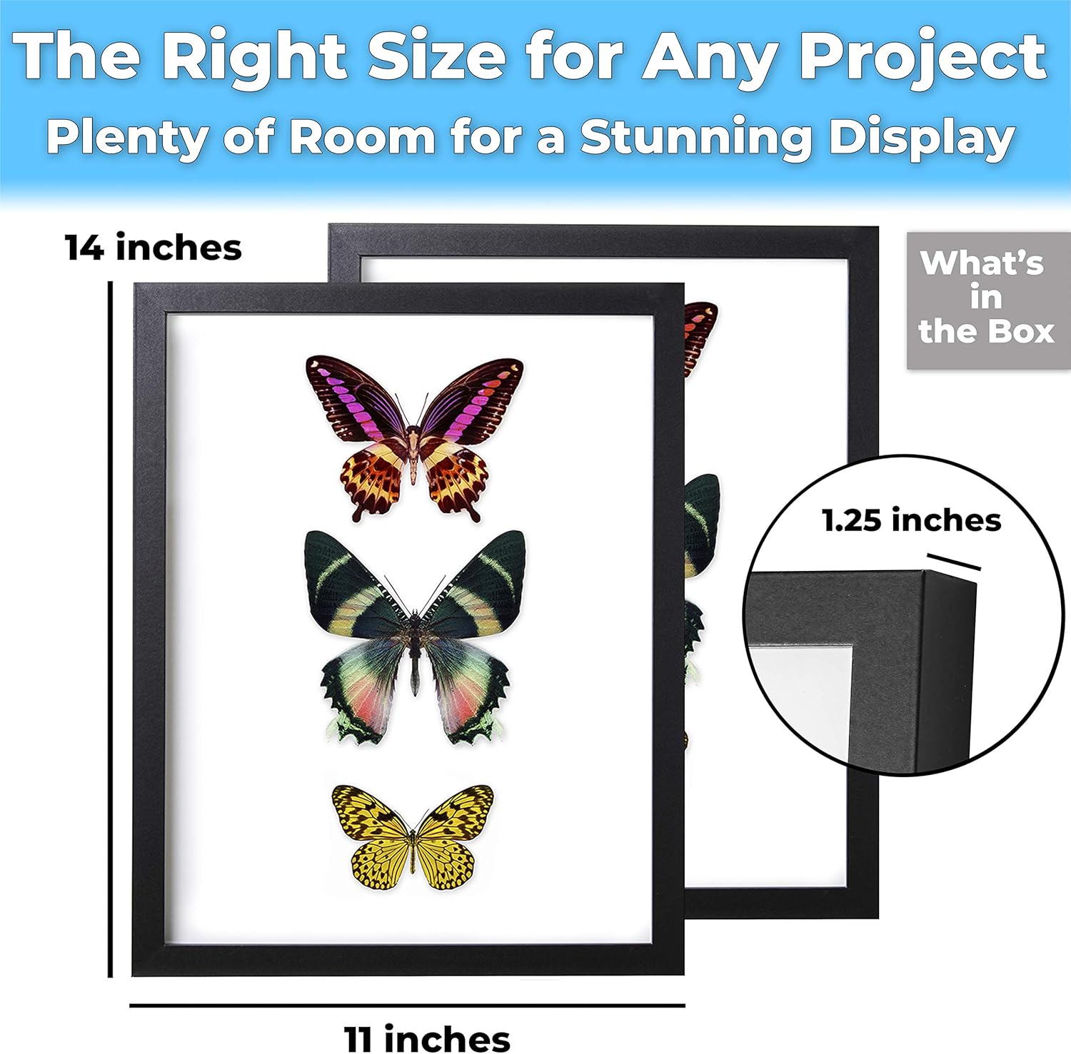 Super-Sturdy 11x14 Black Shadow Box Frame With Glass 2 Pk. Fill Large Wood Memory Box With Wedding Flowers, Jerseys, Cute Pet Photos, Ticket Stubs, or Medals. Great Seashell Display Case