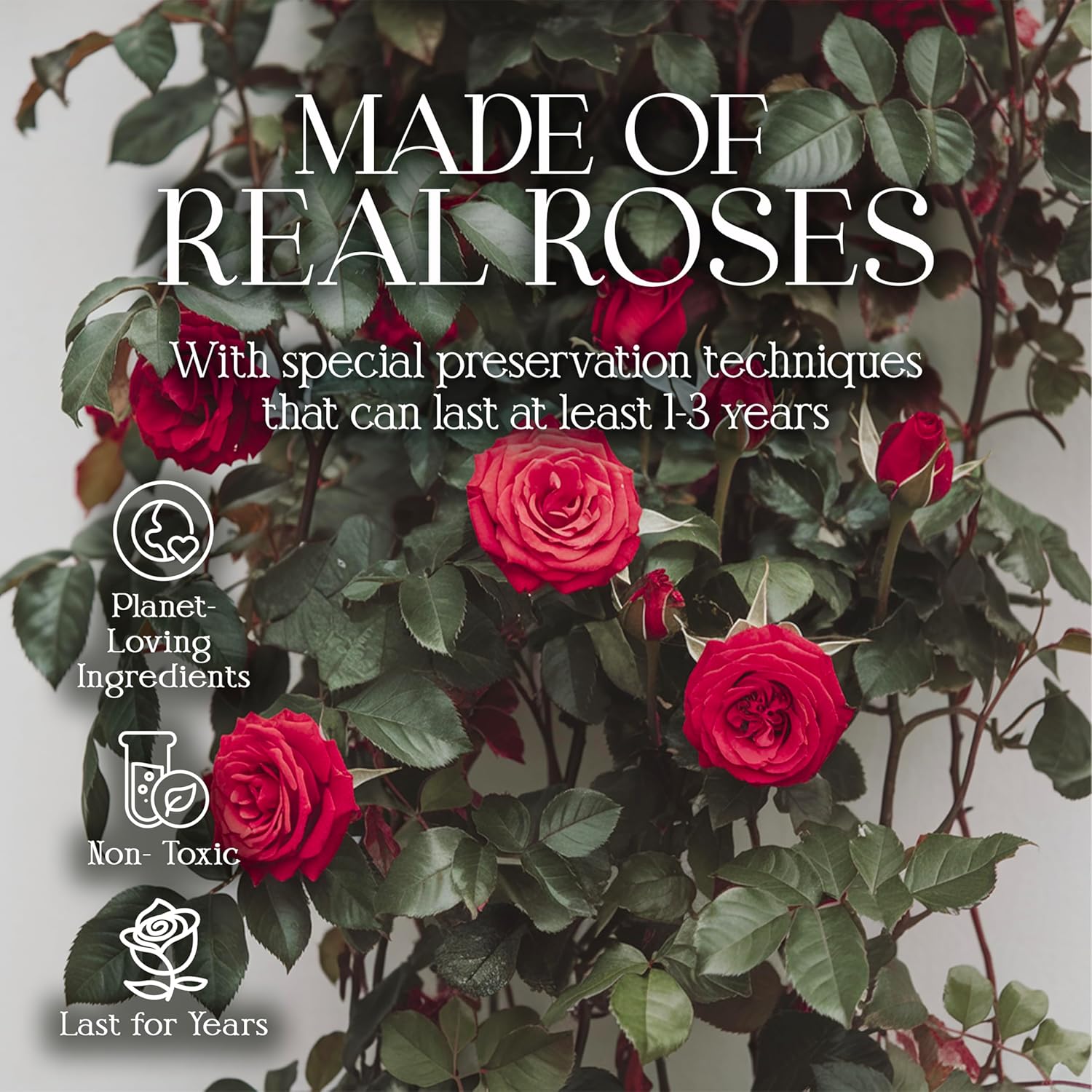 GLAMOUR BOUTIQUE Preserved Roses in a Box - Gifts for Her, Wife & Mom, Rose Flowers Forever Decor for Birthday Gift, Get Well Flower Bouquet Cased in White Box with Cover - Red - 16 (Color-Treated) - Image 4