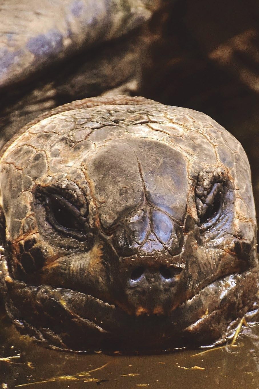 Galapagos Tortoise Checking You Out Journal: 150 page lined notebook/diary