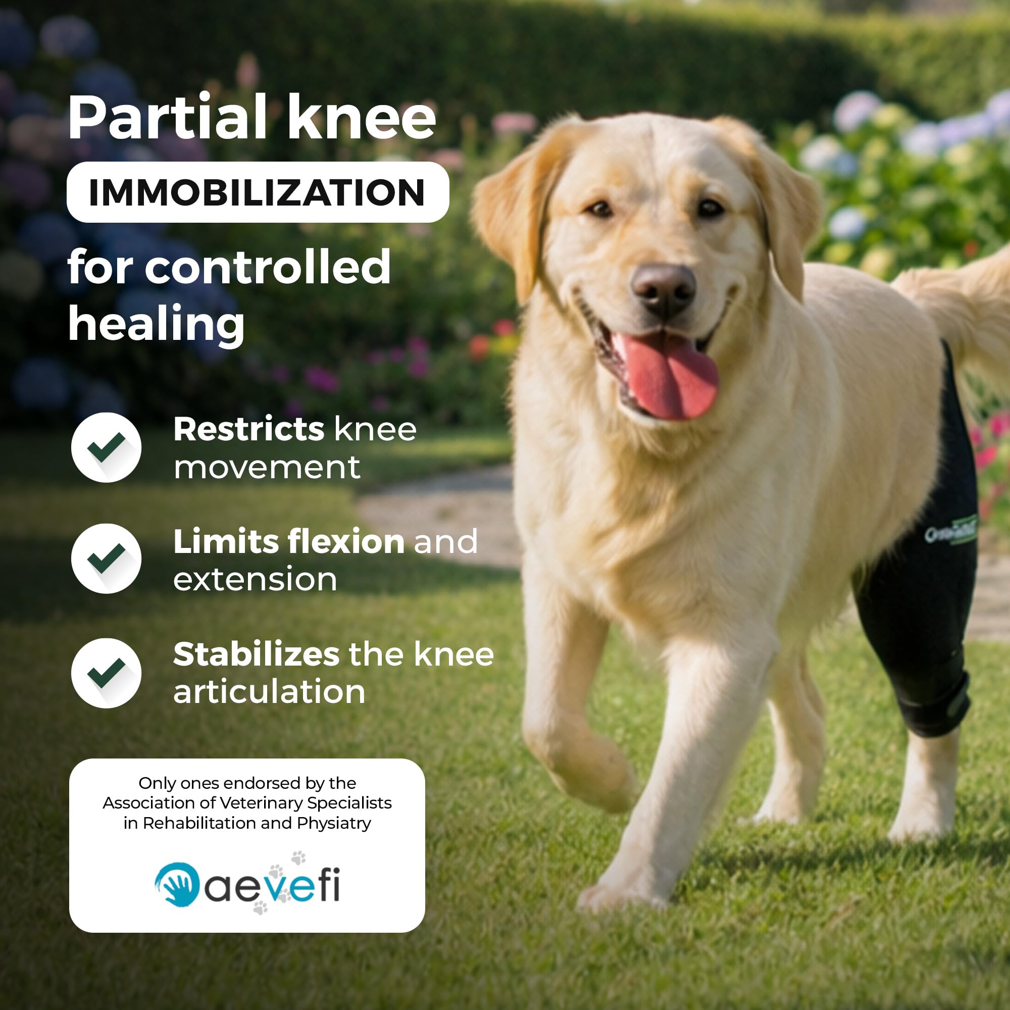 Ortocanis - Immobilizer kolana dla psa - Nakolanniki dla prawej łapy - Zerwanie więzadeł, zwichnięcie rzepki, regeneracja pooperacyjna - Specjalny neopren - Rozmiar: XXS 20-22 cm