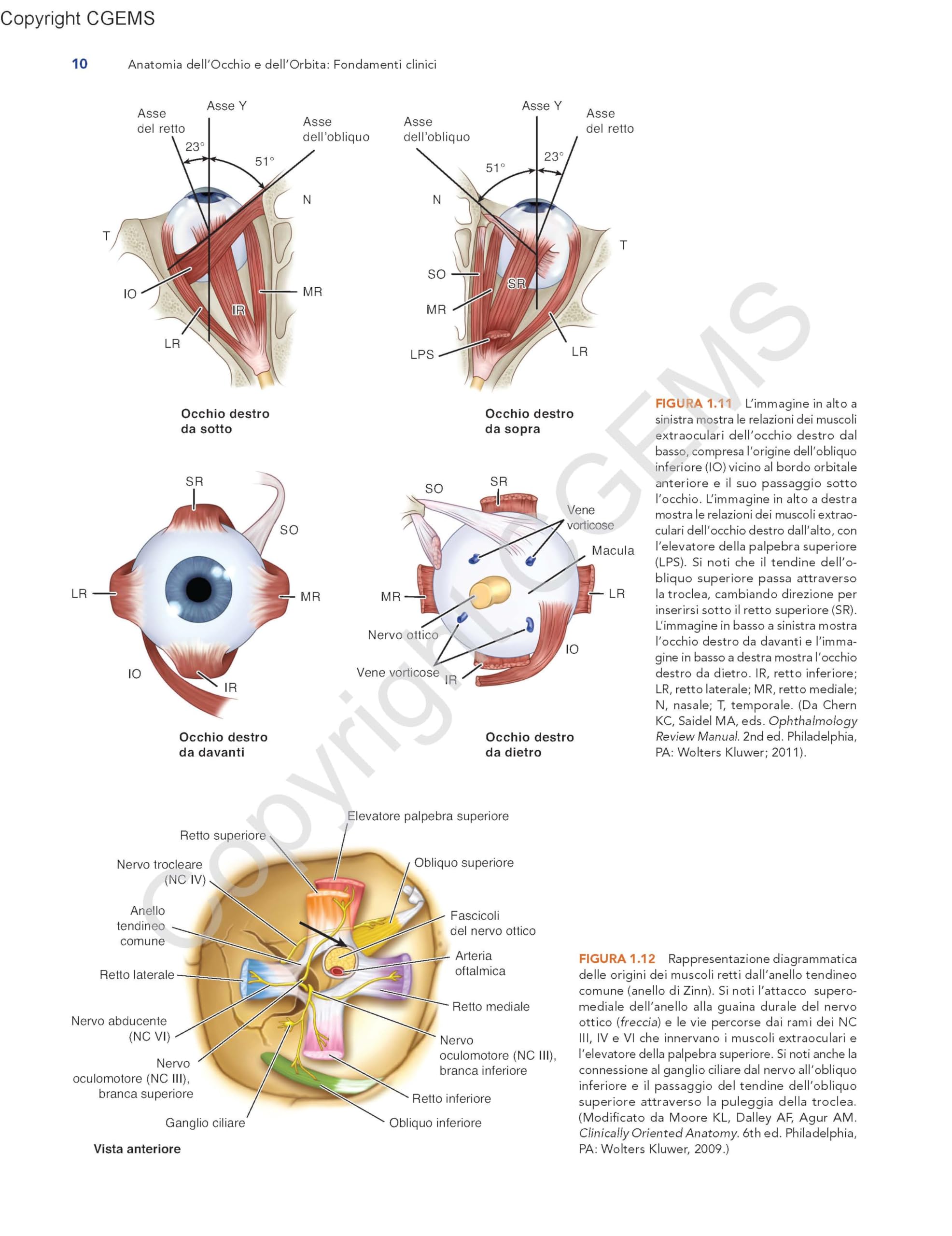 Anatomia dell'occhio e dell'orbita. Fondamenti clinici