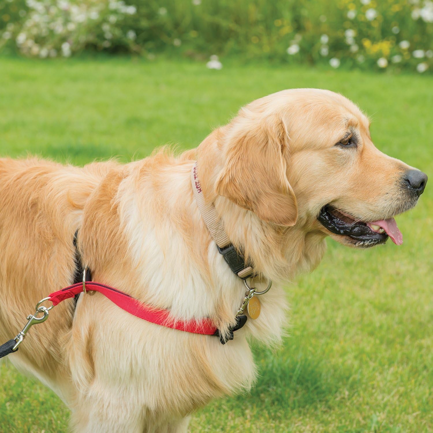 walkezee harness amazon