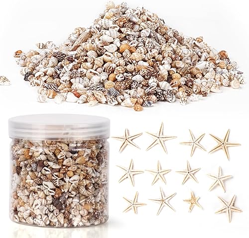 Vista 10 de 2000 pequeñas conchas marinas para manualidades, conchas marinas mixtas para decoración del hogar, fiesta temática de playa, conchas pequeñas