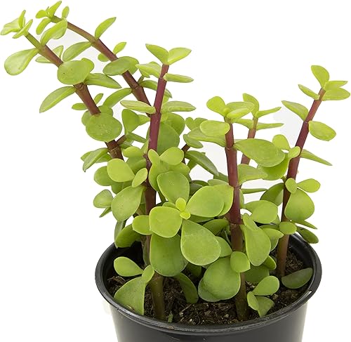 Miniatura 12 de Portulacaria Afra de 1 cuarto de galón, 4 unidades, plantas suculentas vivas, plantas de interior, plantas de interior Bonsái vivas, plantas de jade