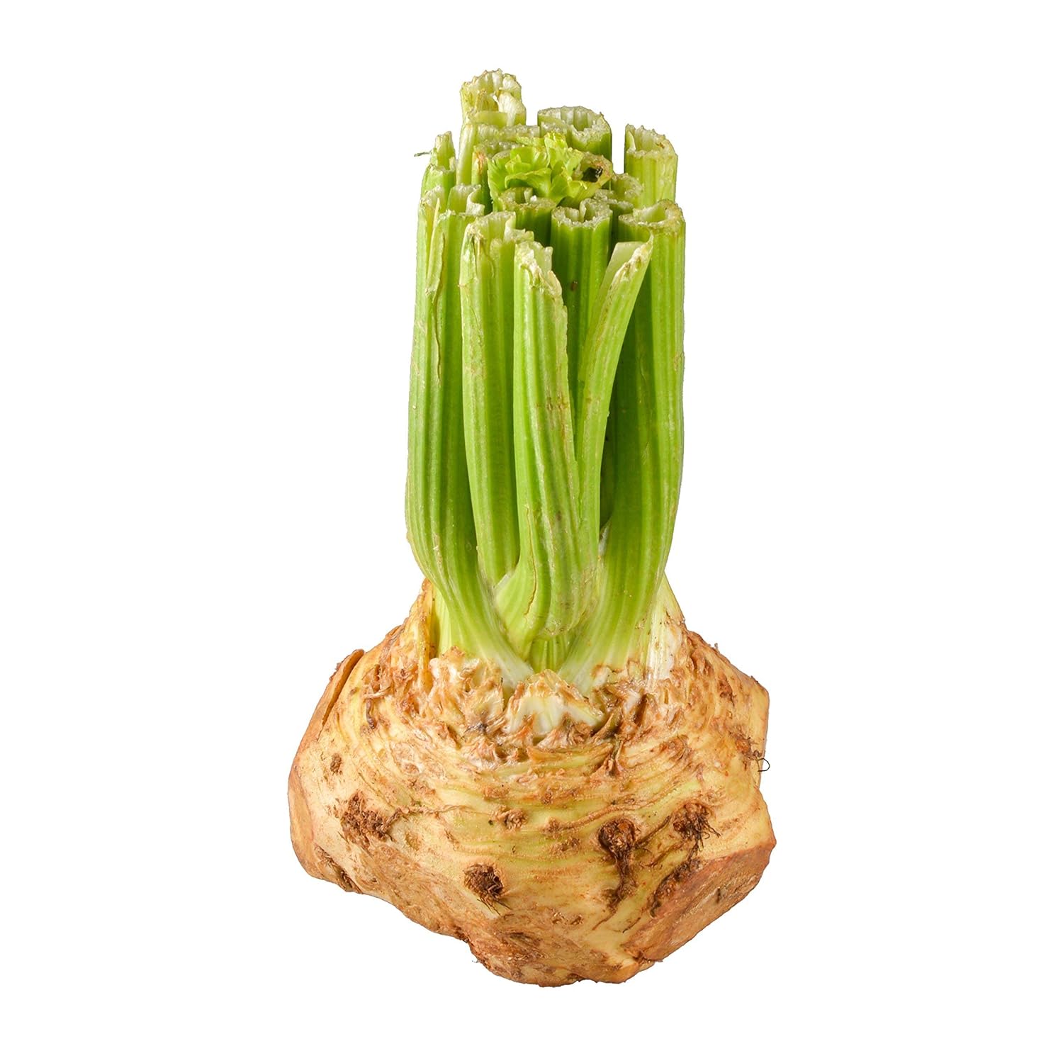 Root Celery Organic, 1 Each Grocery & Gourmet Food
