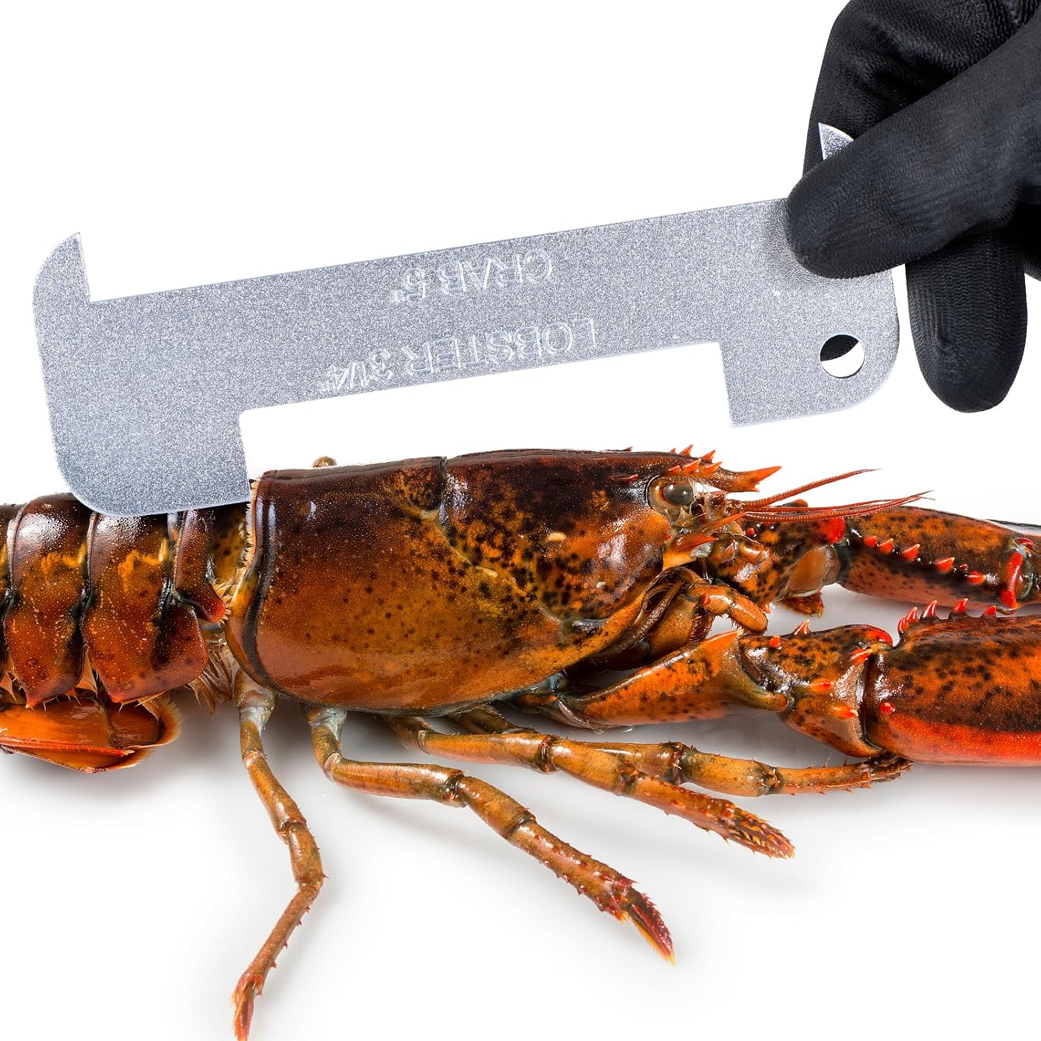 2 Pack Aluminum Lobster and Blue Crab Gauge, Lobster 3-1/4" and Crab 5" Gauge | Measuring Tool for California, Maine and Other Many States