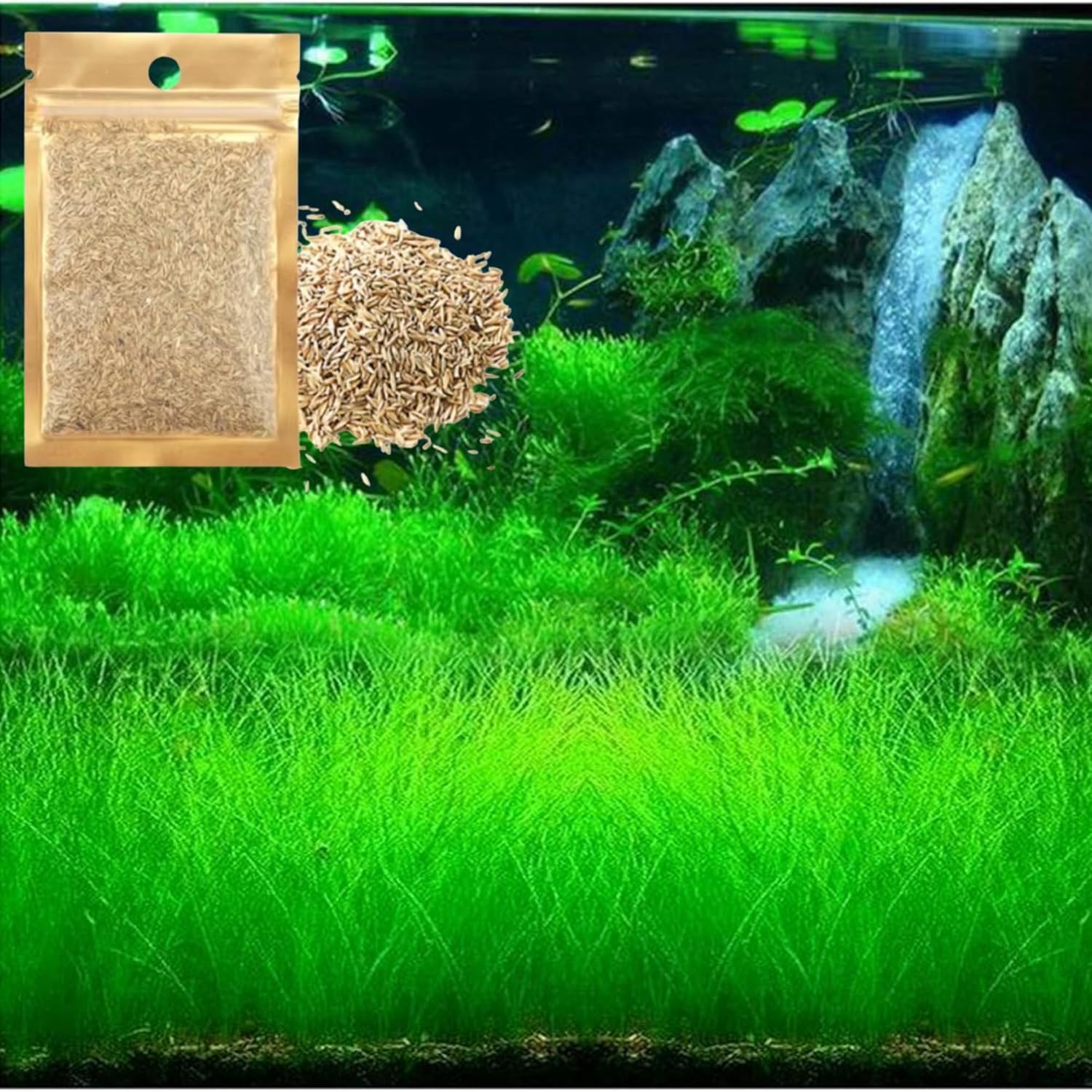 Freshwater Aquarium Decor, Easy Growing Dwarf Carpet for Fish Tank/Terrarium, Natural Aquatic Plant Growth Material &ndash; 1 Pack (Short Hair)