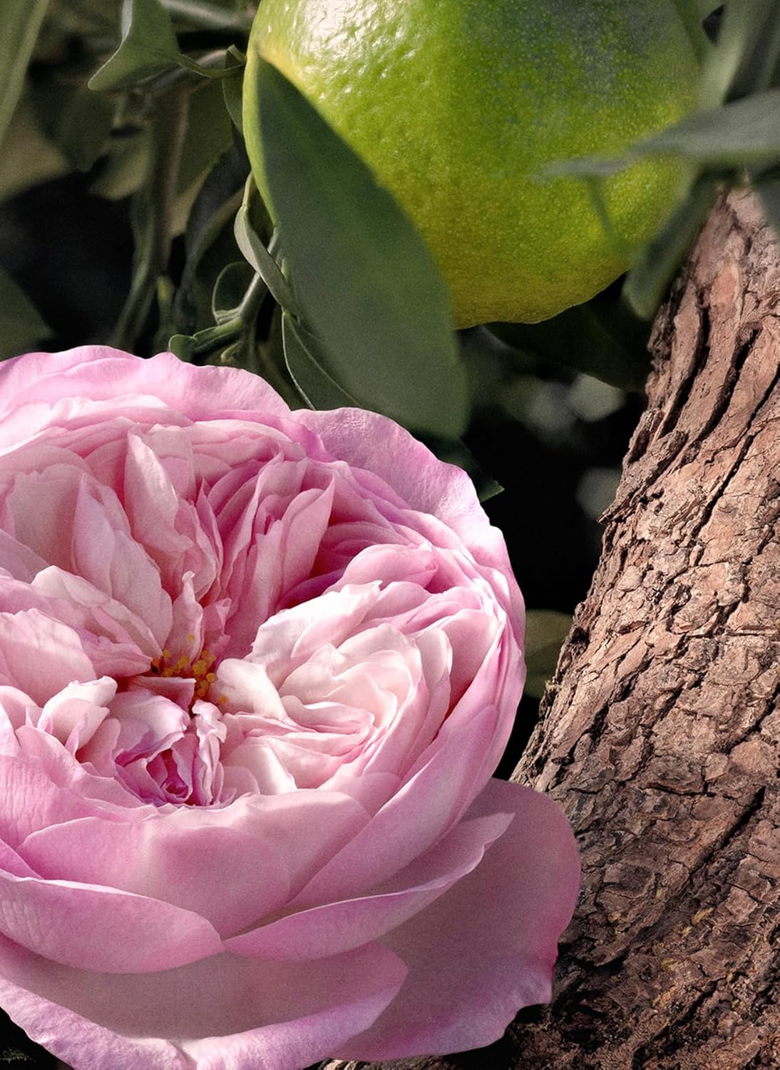 Chloe Rose Naturelle Intense by Chloe for Women - 1.6 oz EDP Spray - Image 7