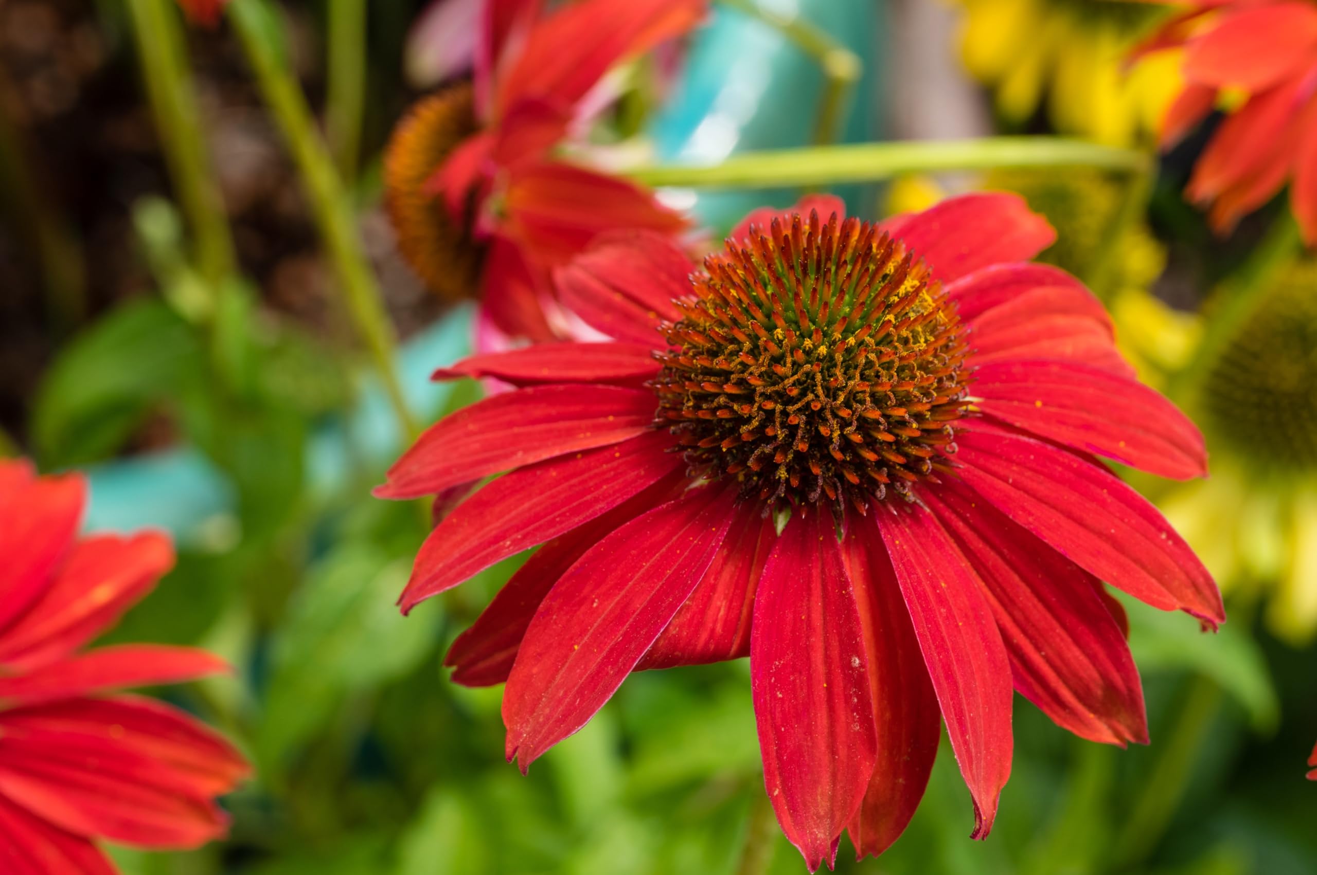 Stauden Gänge 1 x Echinacea purpurea 'Lakota Red' Roter Purpursonnenhut | Roter Sonnenhut – winterharte Staude & Dauerblüher für Sonne, mehrjährig, bienenfreundlich, 9x9 cm Topf
