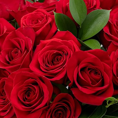 Miniatura 4 de 24 rosas rojas de tallo largo