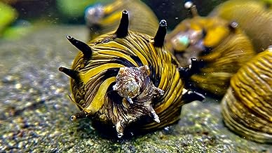 5 Sun Snail Geweihschnecken, Algen Schnecke, Geweihschnecke