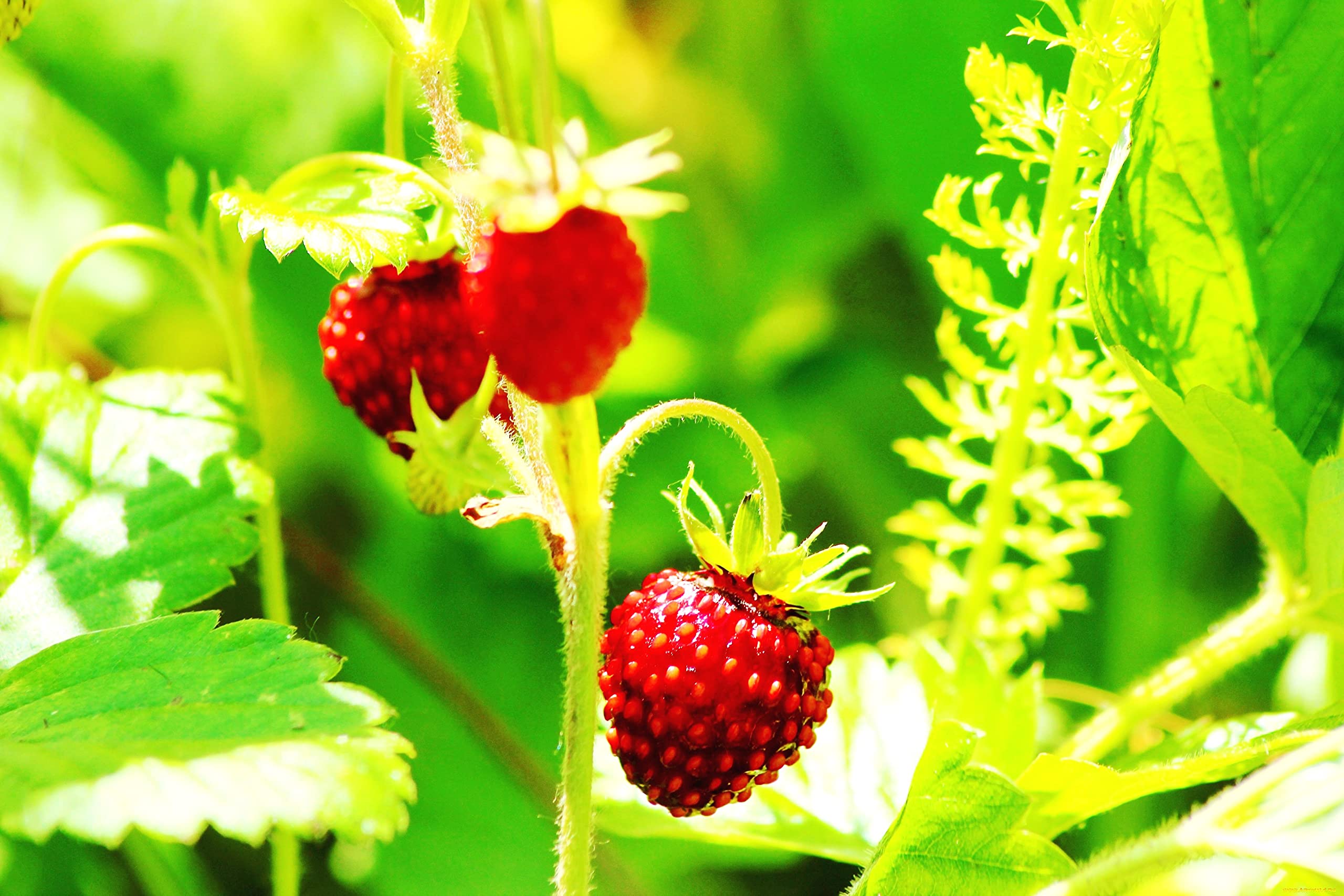 　ワイルドストロベリー Wild Strawberry Seeds for Planting Fragaria Vesca Around 50 Seeds