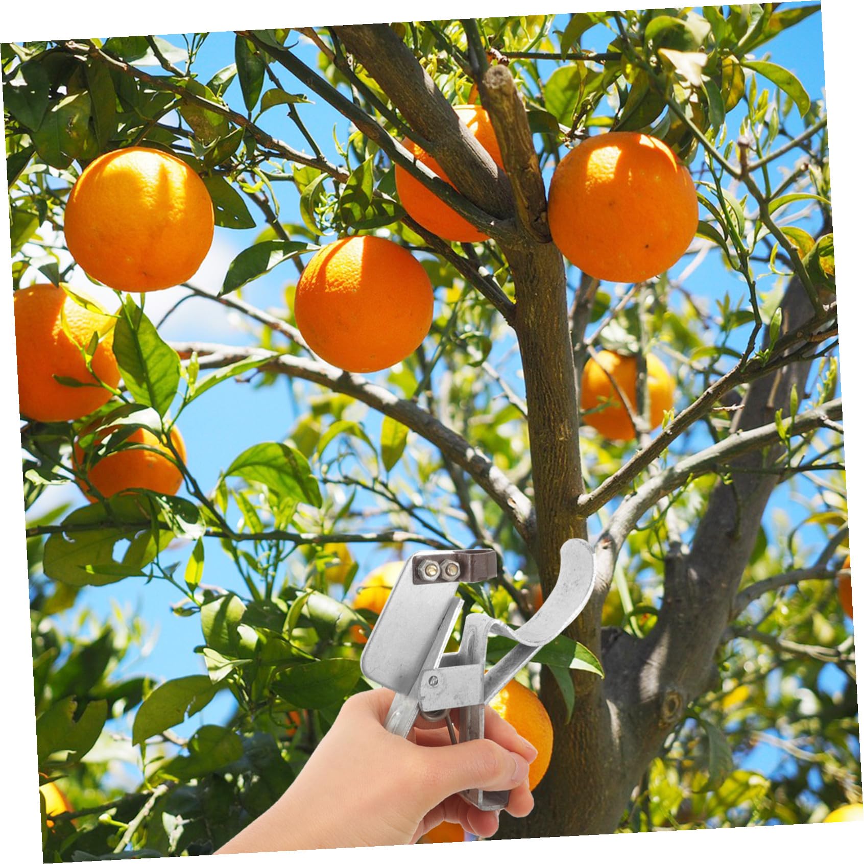 Veemoon 5pièces Outil De Jardinage Multifonctionnel pour Élimination De Couteau De Jardinage Ergonomique pour Élagage des Branches Et des Fruitiers