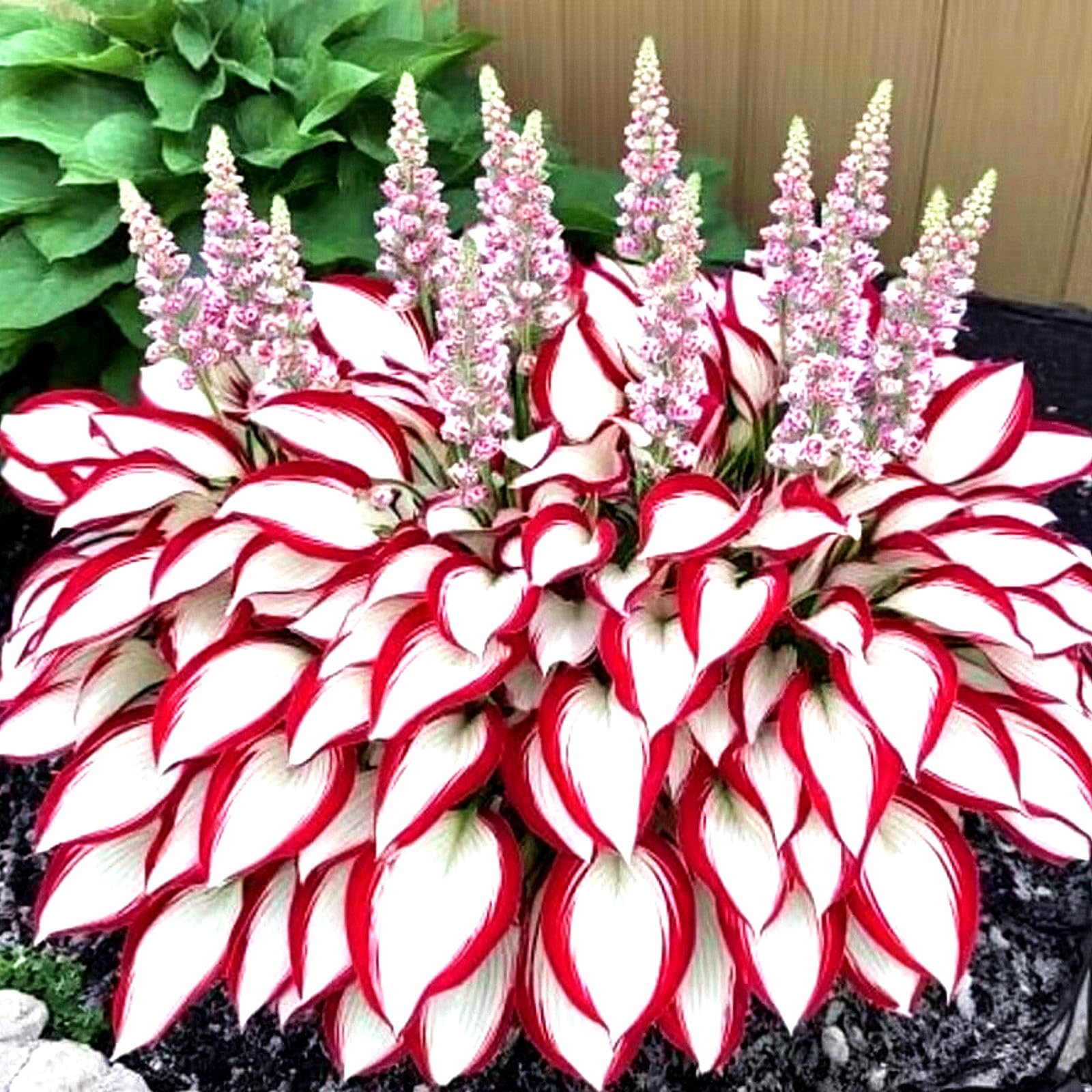 Hosta – Low Maintenance Perennial – Ideal for English Gardens,Hardy Perennial, Plants UK, Excellent Display-4bulbs-B