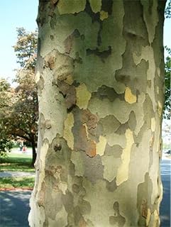 2-3 ft Tall American Sycamore Tree - Platanus occidentalis 2 Year Old Tree